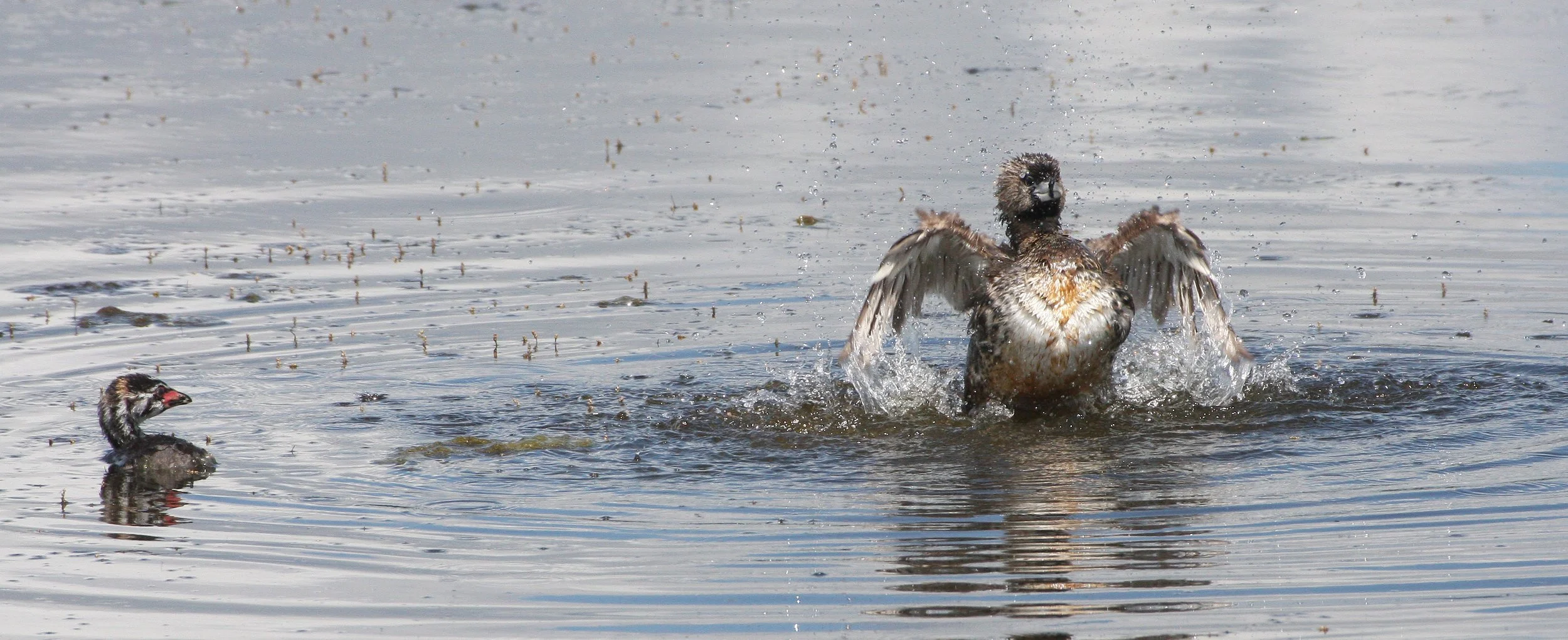 Pied-billed Grebe (Podilymbus podiceps) Ridgefield NWR Washington (30).JPG