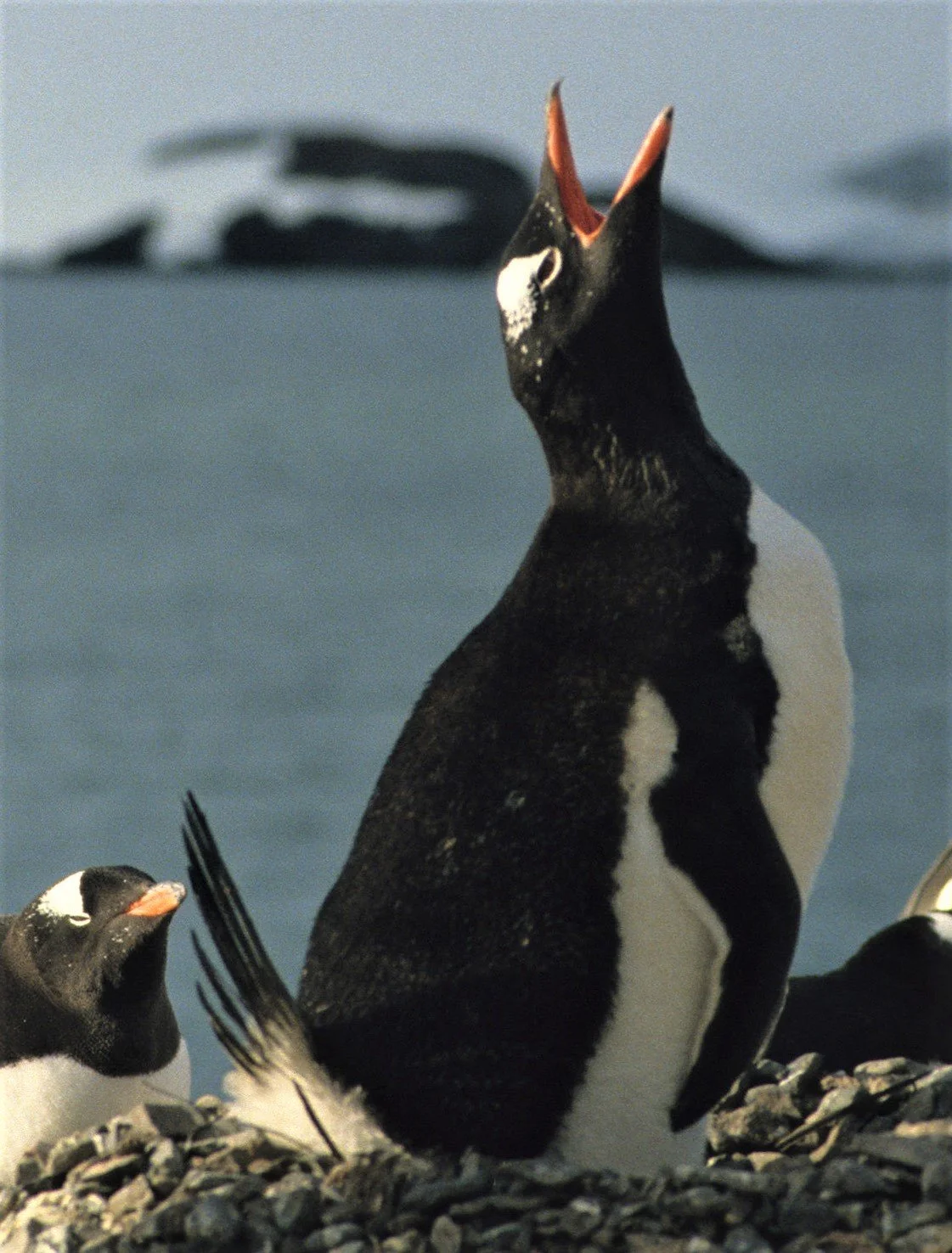 Gentoo Penguin (Pygoscelis papua) Antarctic Peninsula scanned slides 1996 (18).jpg
