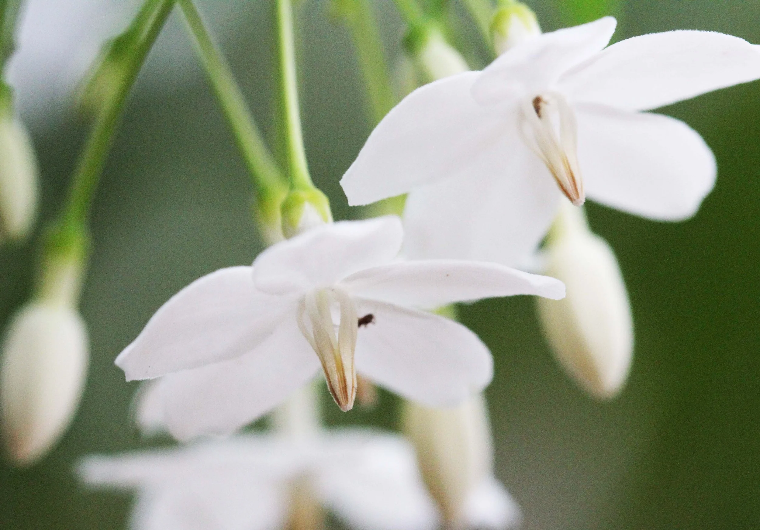 2013 in Nakhonsithammarat and some Krabi with Family (83).JPG