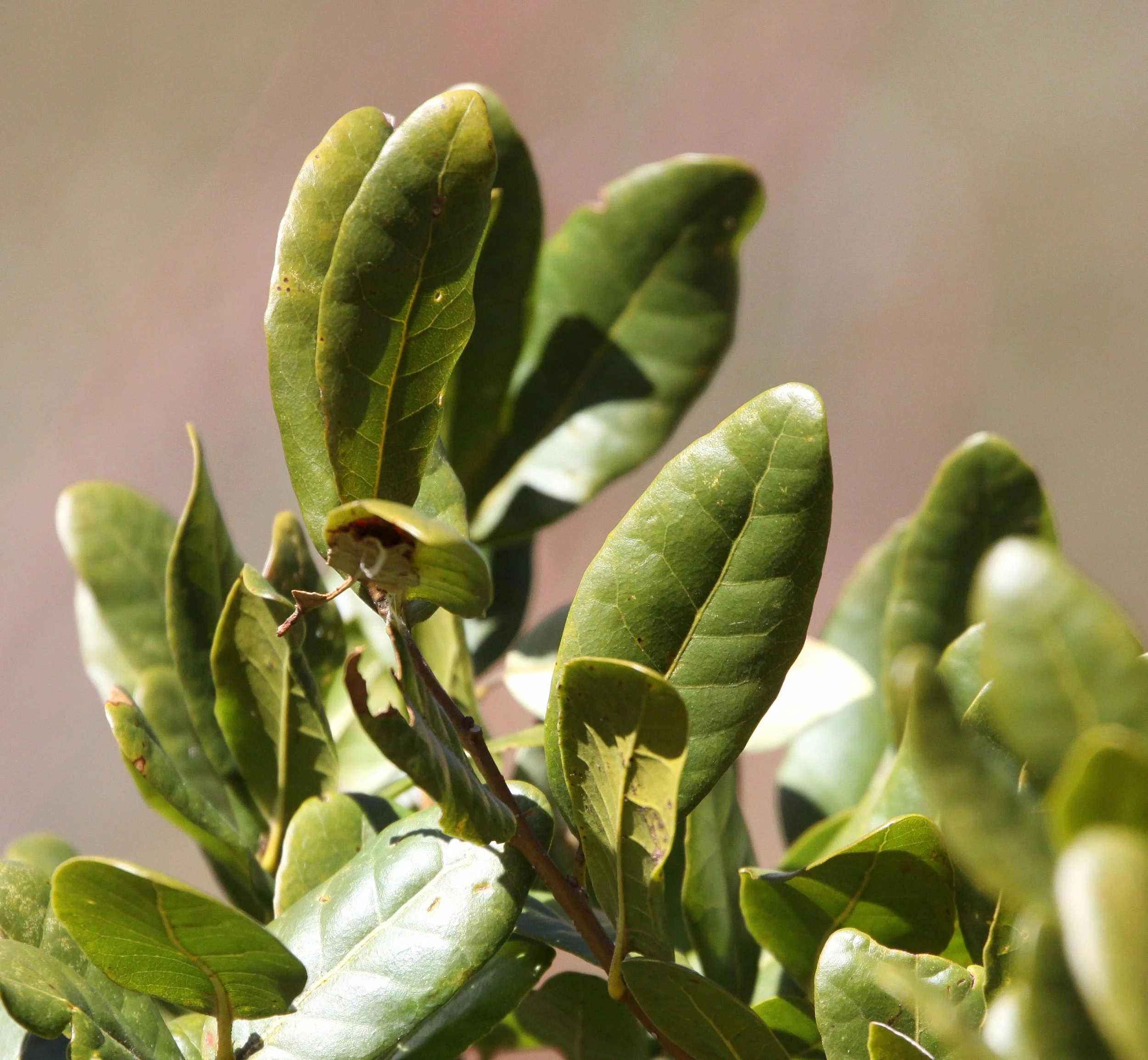 YUNNAN - BAIMA SNOW MOUNTAIN RESERVE - PLANT SPECIES (1).JPG