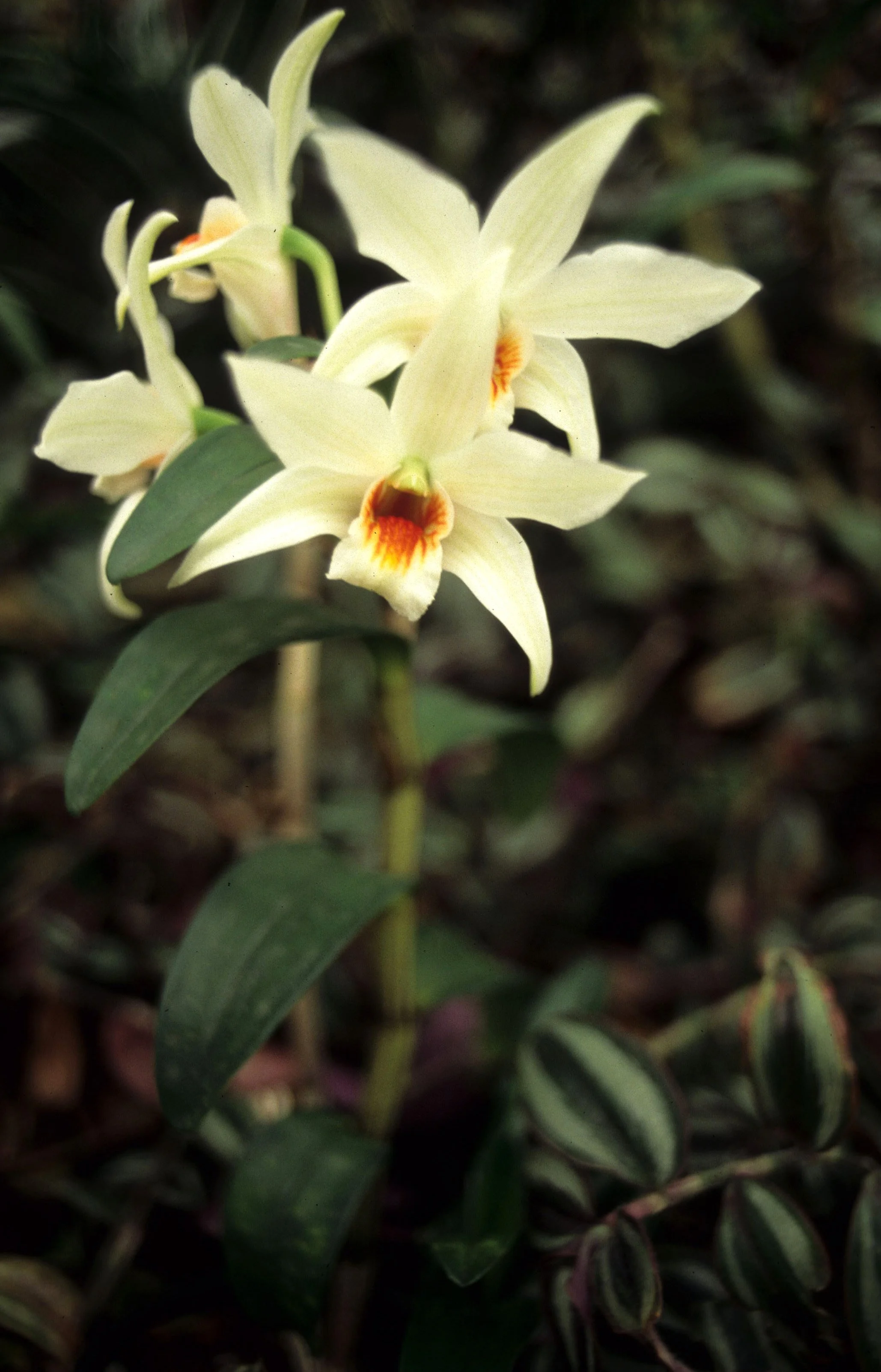 HAWAII - HAWAII - ORCHID - SPECIES (2).jpg