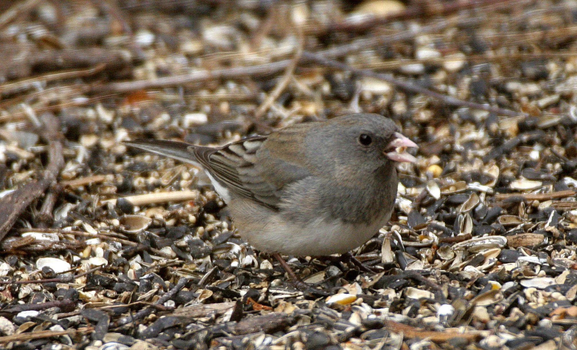 Dark-eyed Junco (Junco hyemalis) Sycamore Illinois (4).JPG