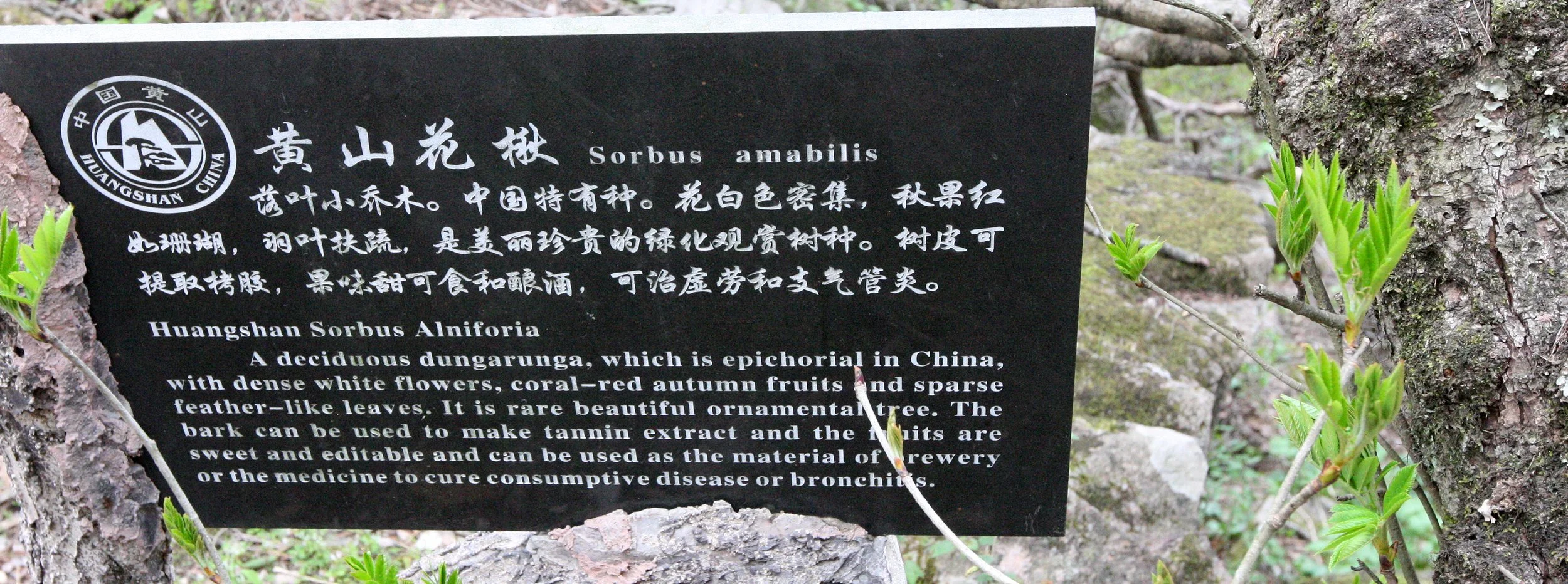 HUANGSHAN NATIONAL PARK ANHUI PROVINCE CHINA (51).JPG