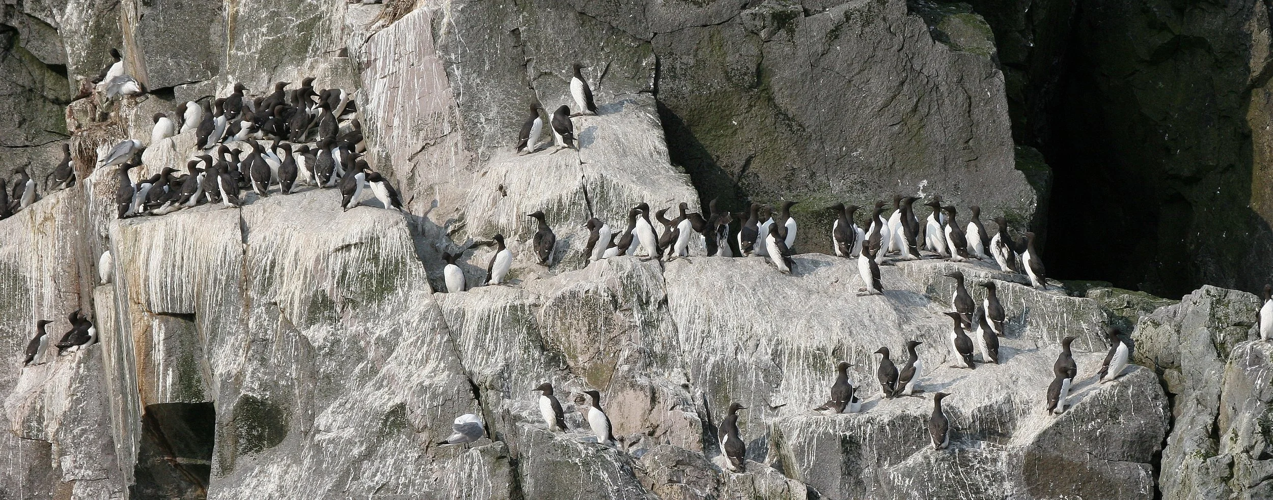 Uria lomvia eleonorae - THICK AND THIN-BILLED MURRES - COMMANDERS RUSSIA (32).jpg