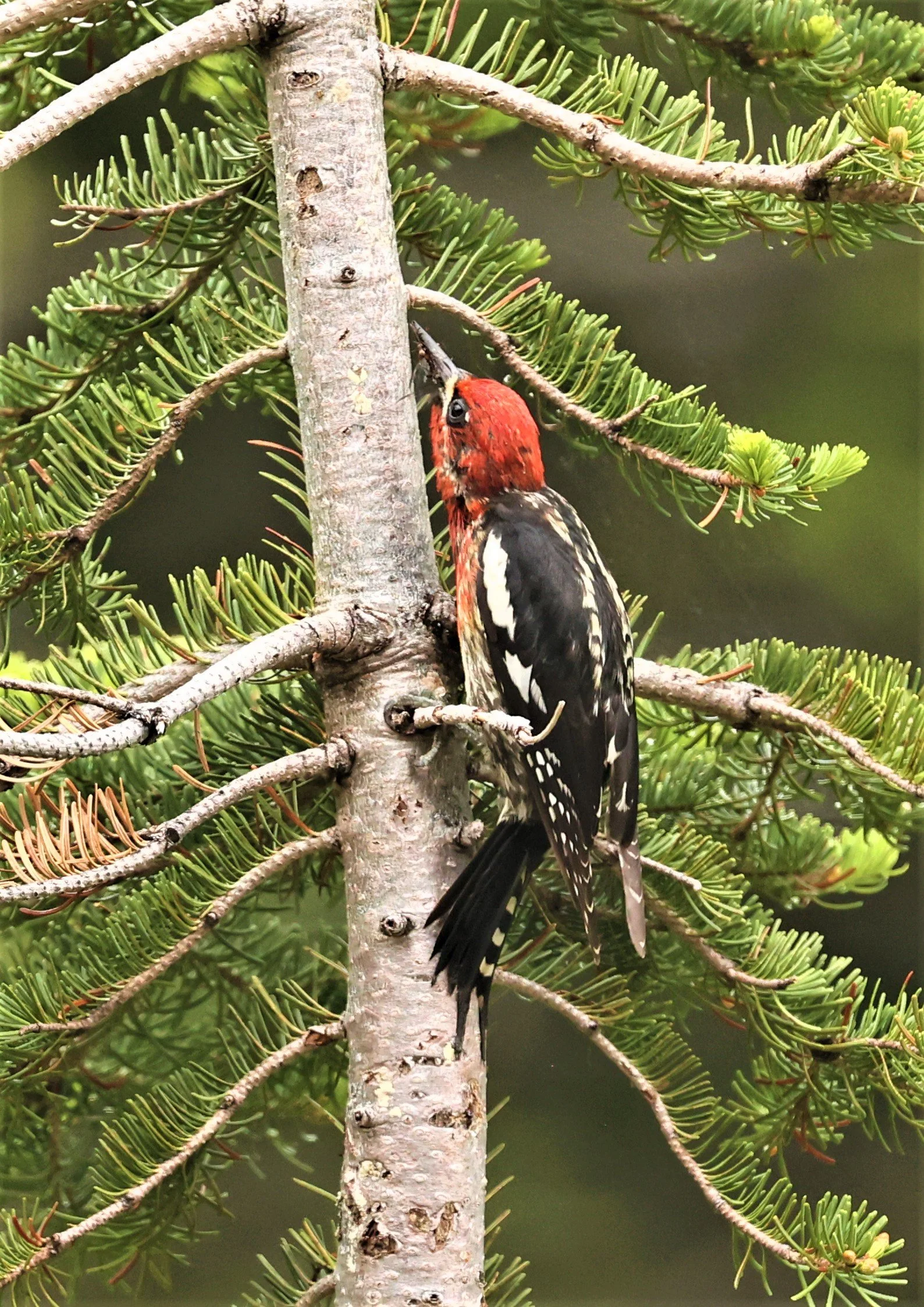 Sphyrapicus ruber - RED-BREASTED SAPSUCKER - MOUNT RAINIER NATIONAL PARK WASHINGTON (9).jpg