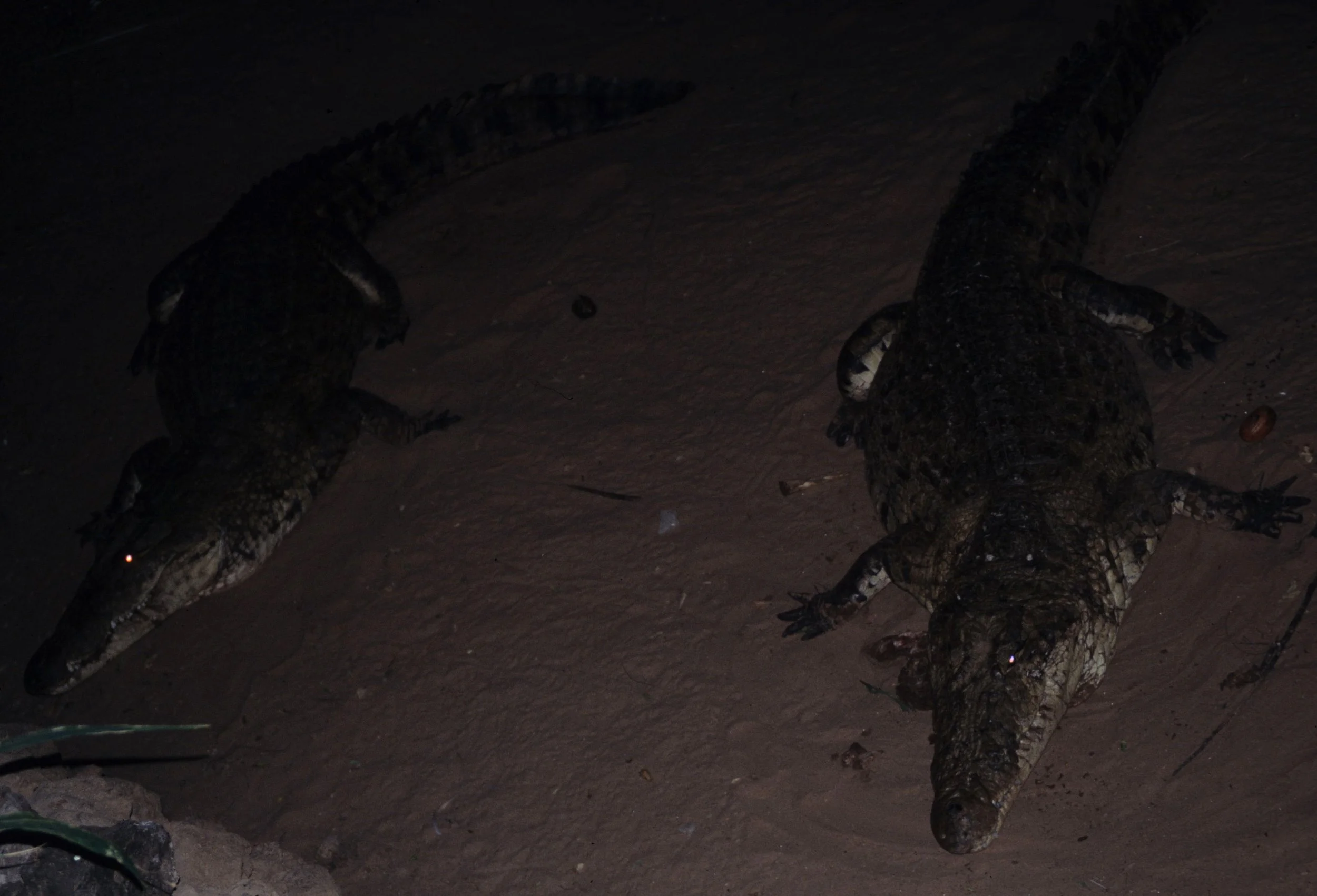 REPTILE- NILE CROC - SHABA C.jpg