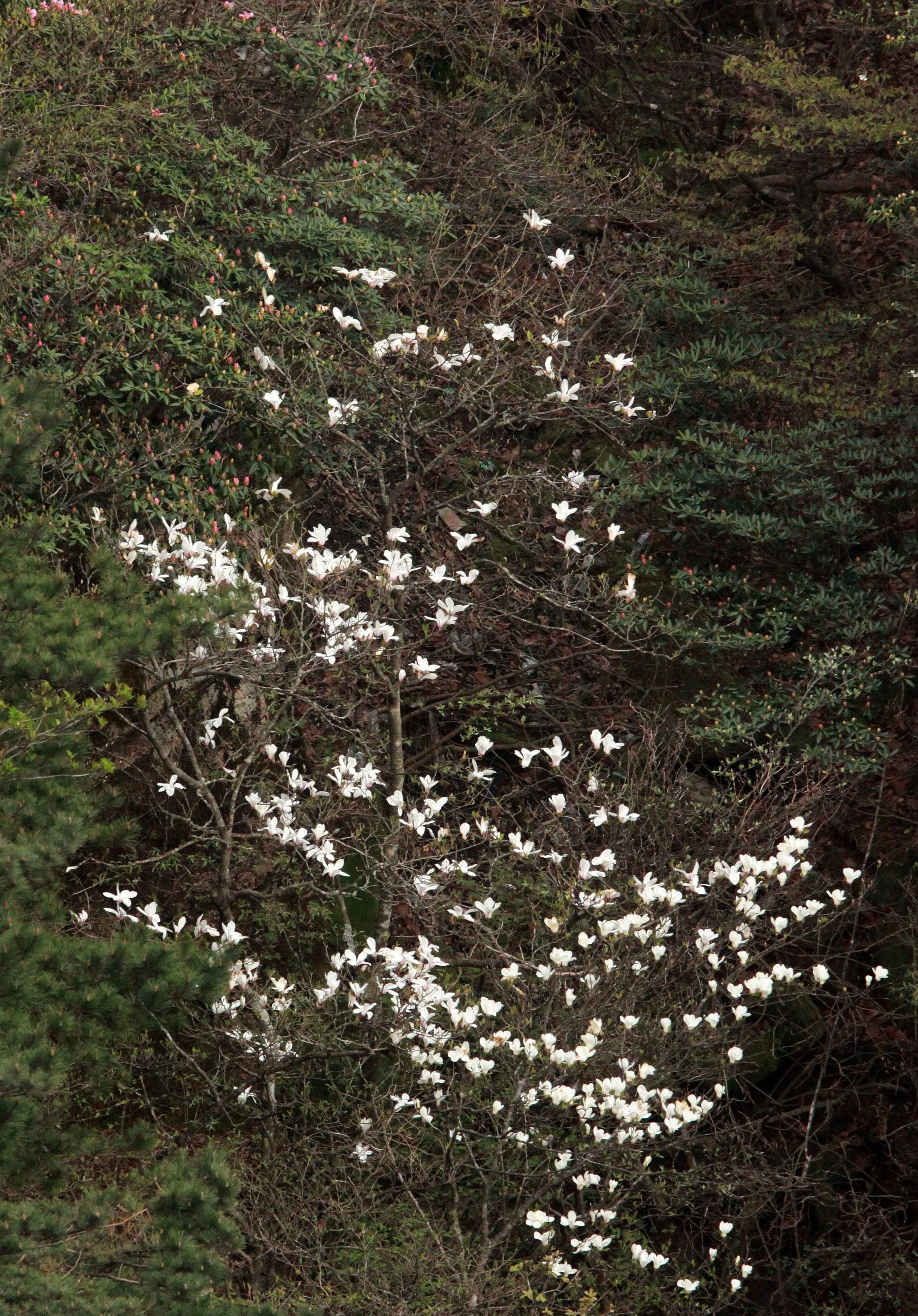 HUANGSHAN NATIONAL PARK ANHUI PROVINCE CHINA (279).JPG