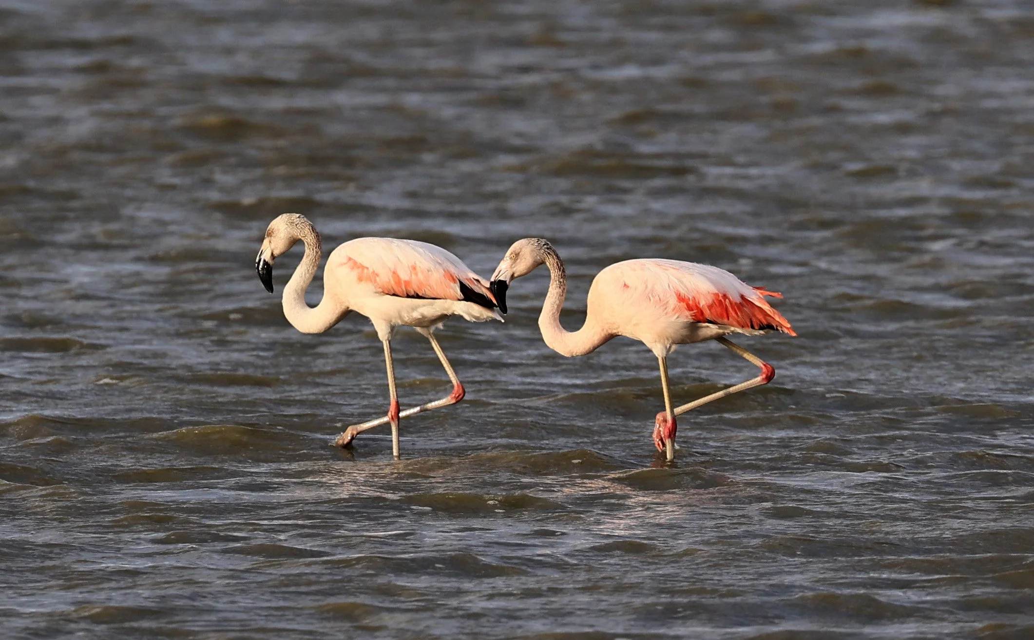 Chilean Flamingo (Phoenicopterus chilensis) Chaco Lodge & Laguna Salada Paraguay (94).jpg