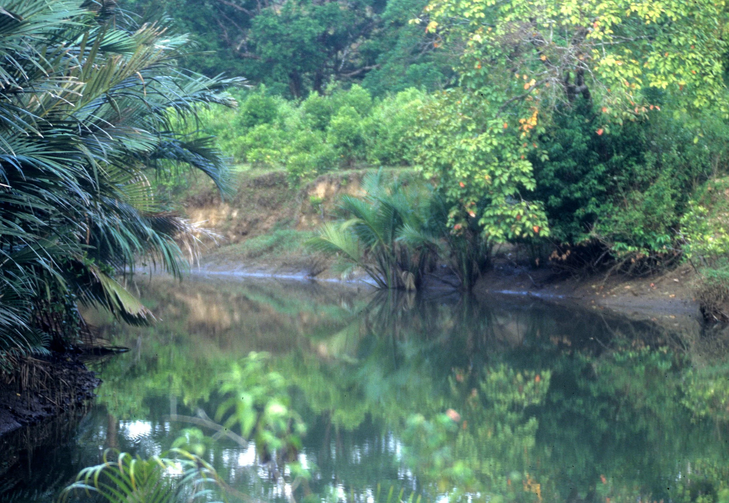 UJON KULONG NP - INDONESIA - JAVA D.jpg