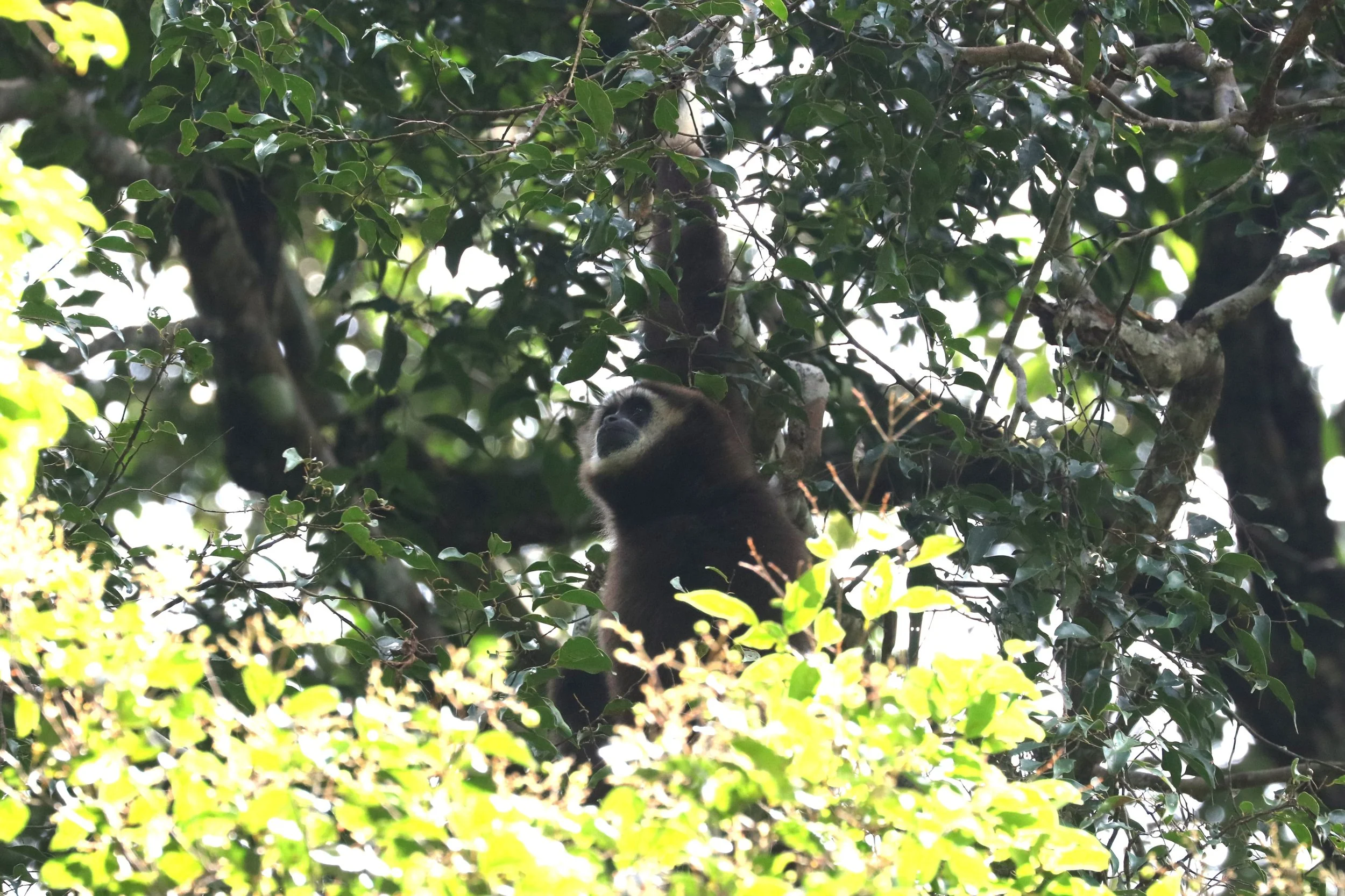 Ben - White-handed Gibbon - Bukit Lawang Sumatra.jfif