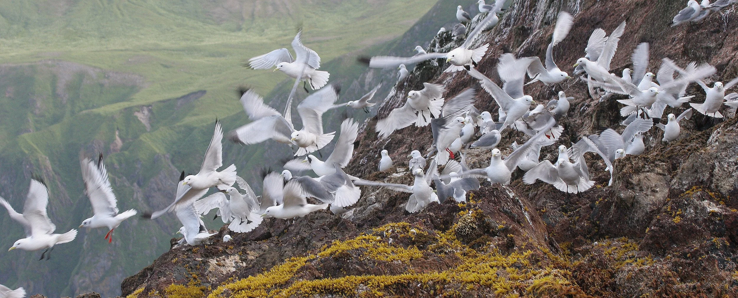 BIRD - KITTIWAKE - BLACK-LEGGED - ON COMMANDERS RUSSIA (7).jpg