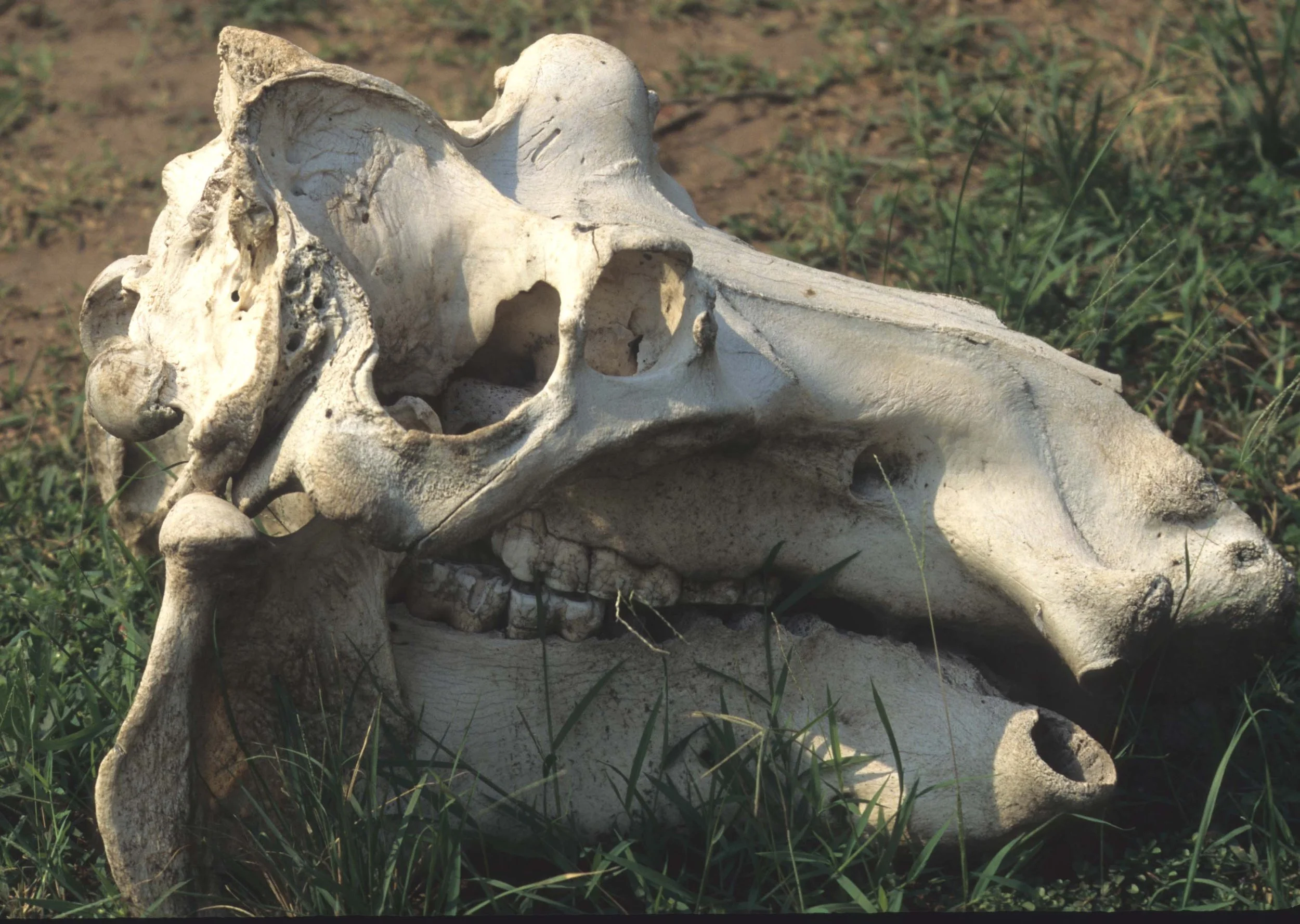 HIPPO- UGANDA.jpg