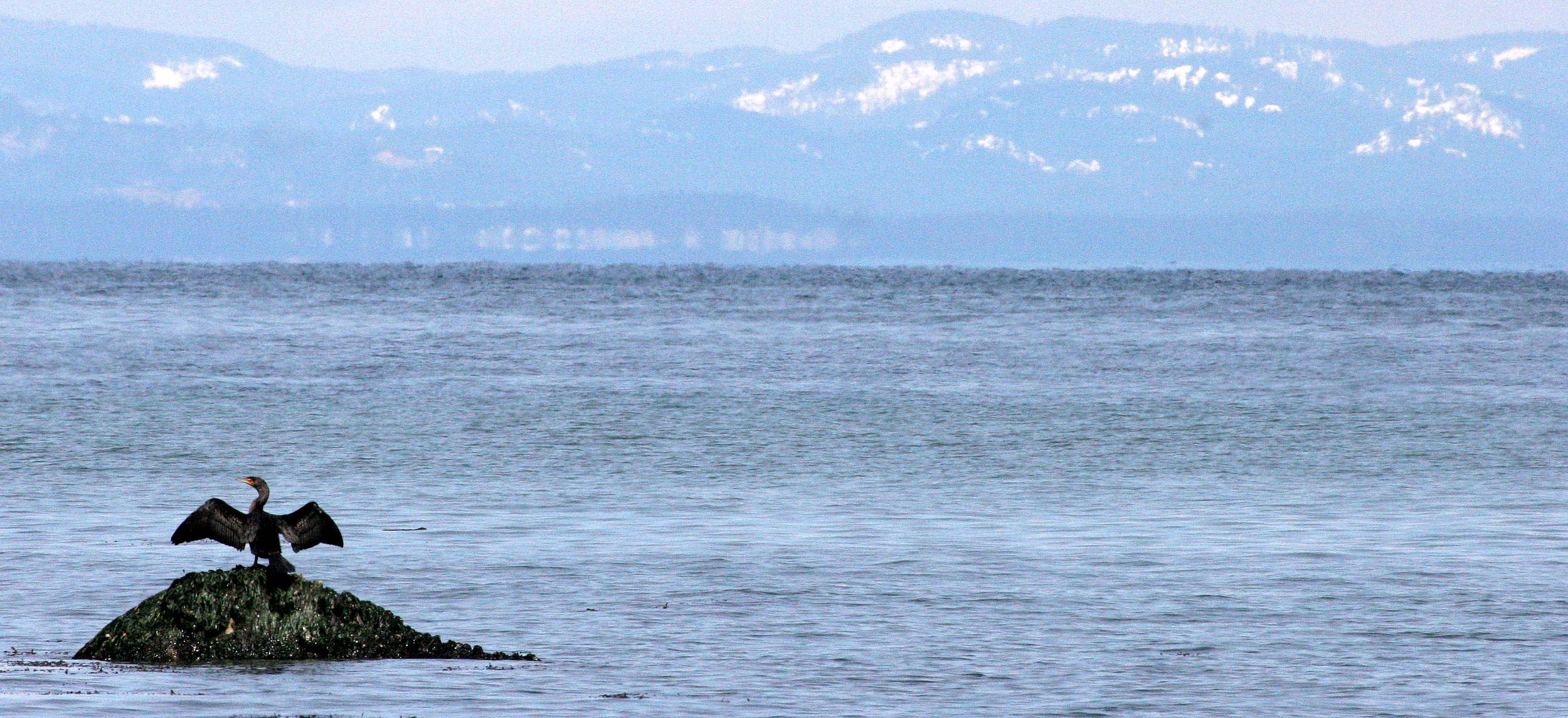 Nannopterum auritum - Double-crested Cormorant - Lake Farm Beach Olympic Peninsula Washington (2).JPG