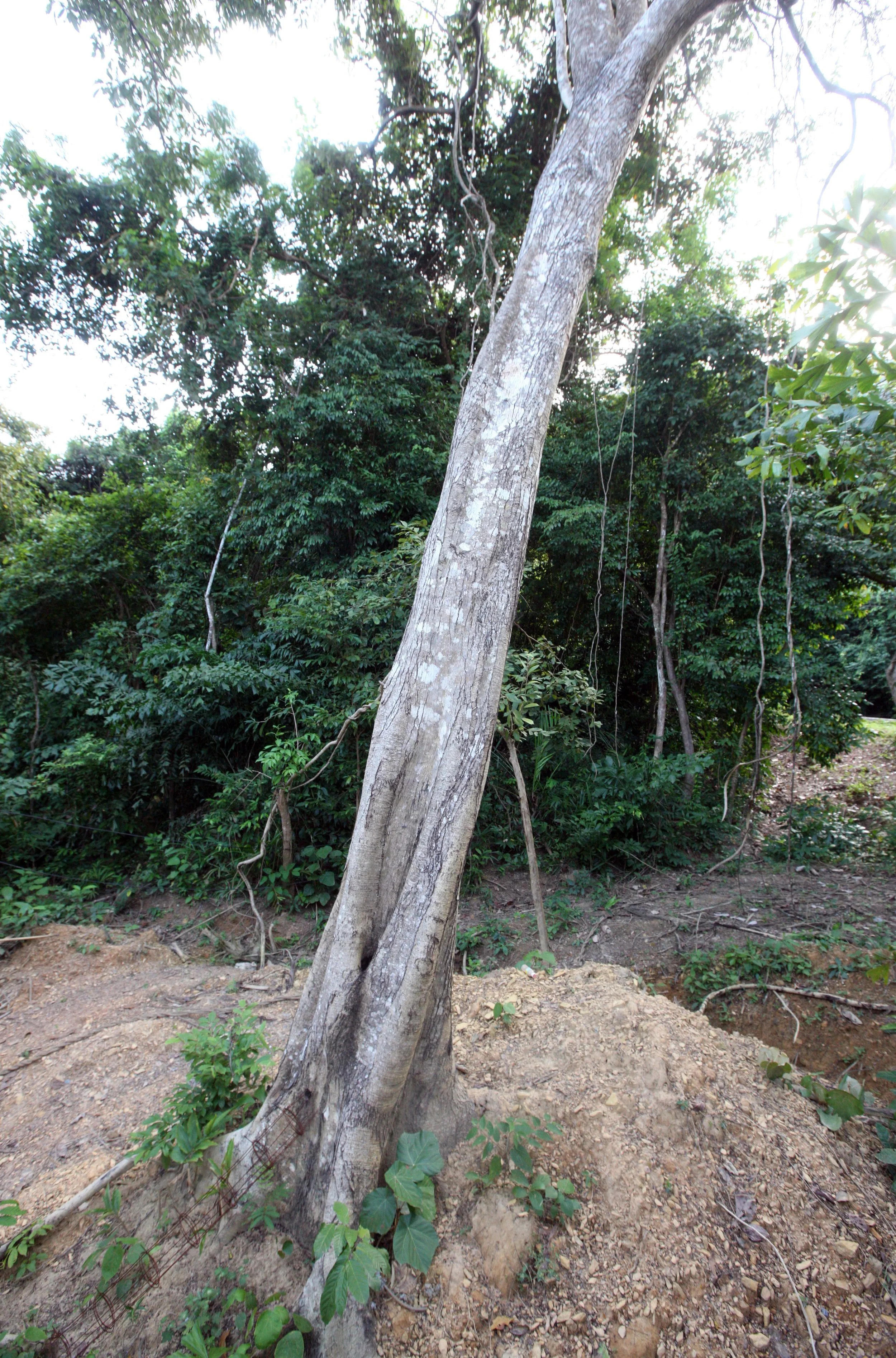 2015 Koh Lanta Build and Fun (56).JPG