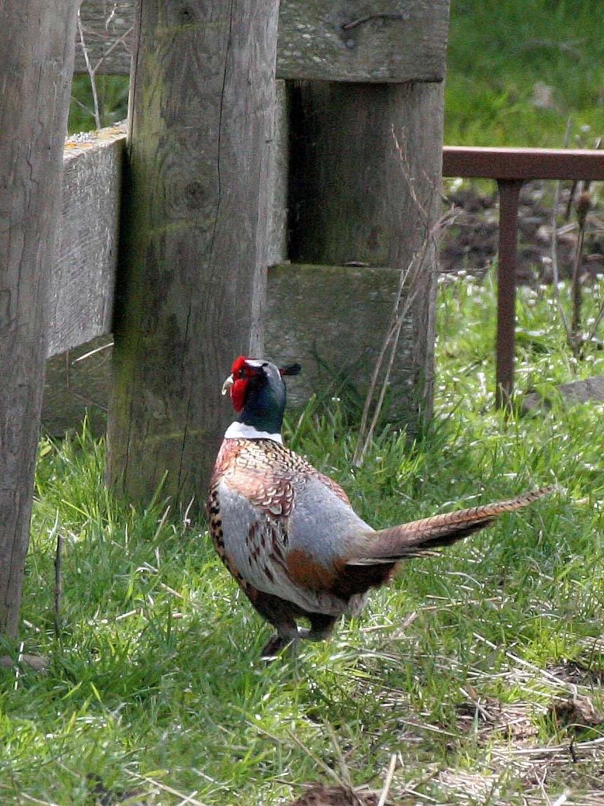BIRD - PHEASANT - RING-NECKED PHEASANT - CARLSBORG WA.jpg
