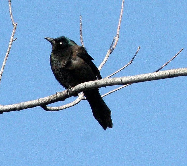 Common Grackle (Quiscalus quiscula) West Chicago Marsh Illinois (5).jpg