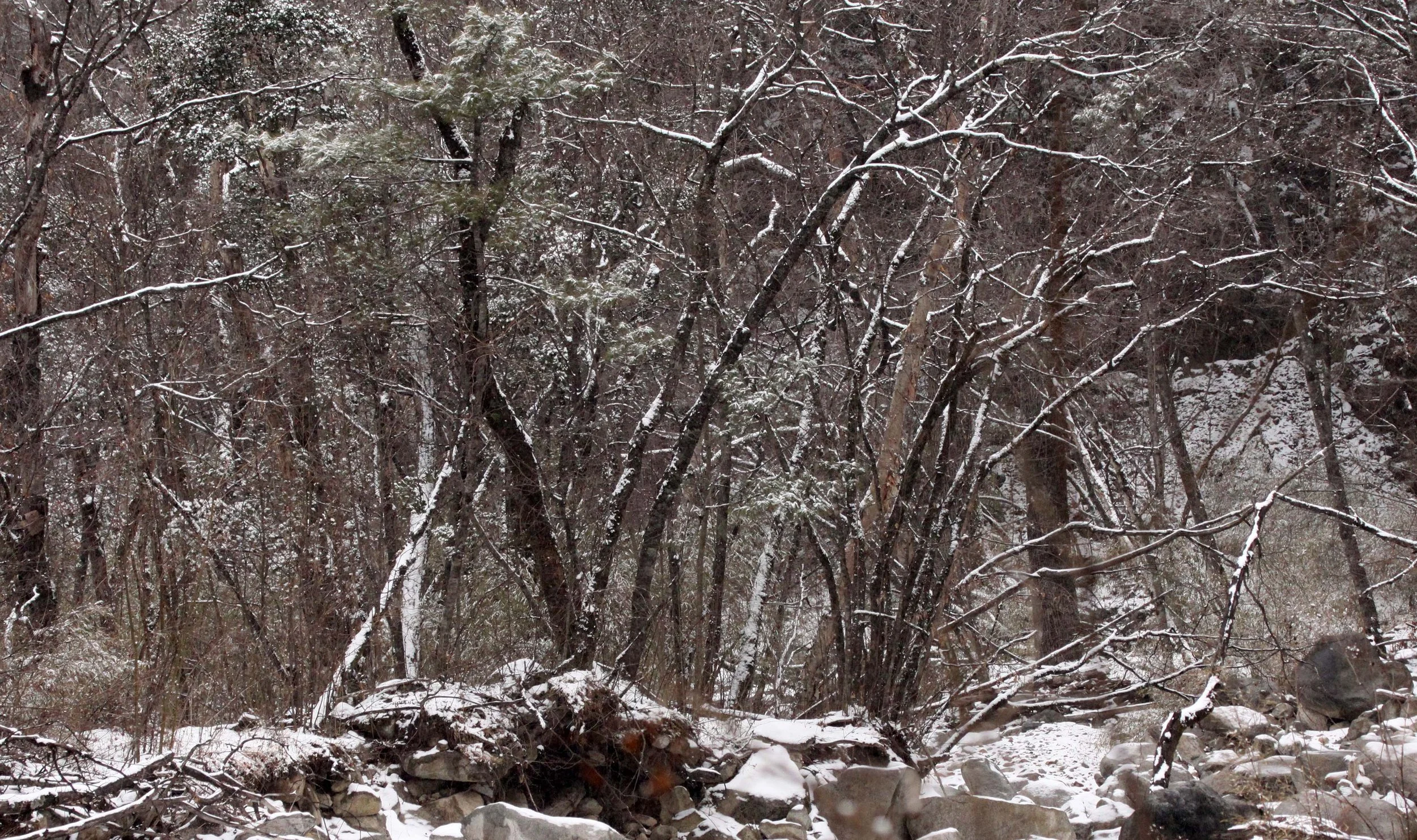 FOPING NATURE RESERVE SHAANXI PROVINCE CHINA (5).JPG