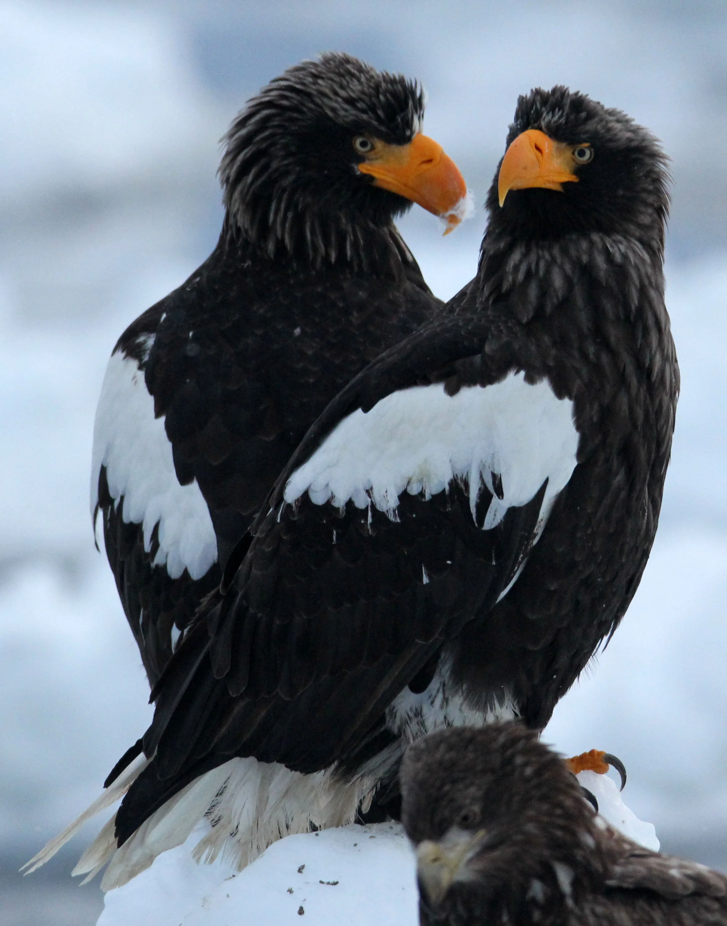 Haliaeetus pelagicus - STELLER'S SEA EAGLE - RAUSU, SHIRETOKO PENINSULA, HOKKAIDO JAPAN (283).JPG