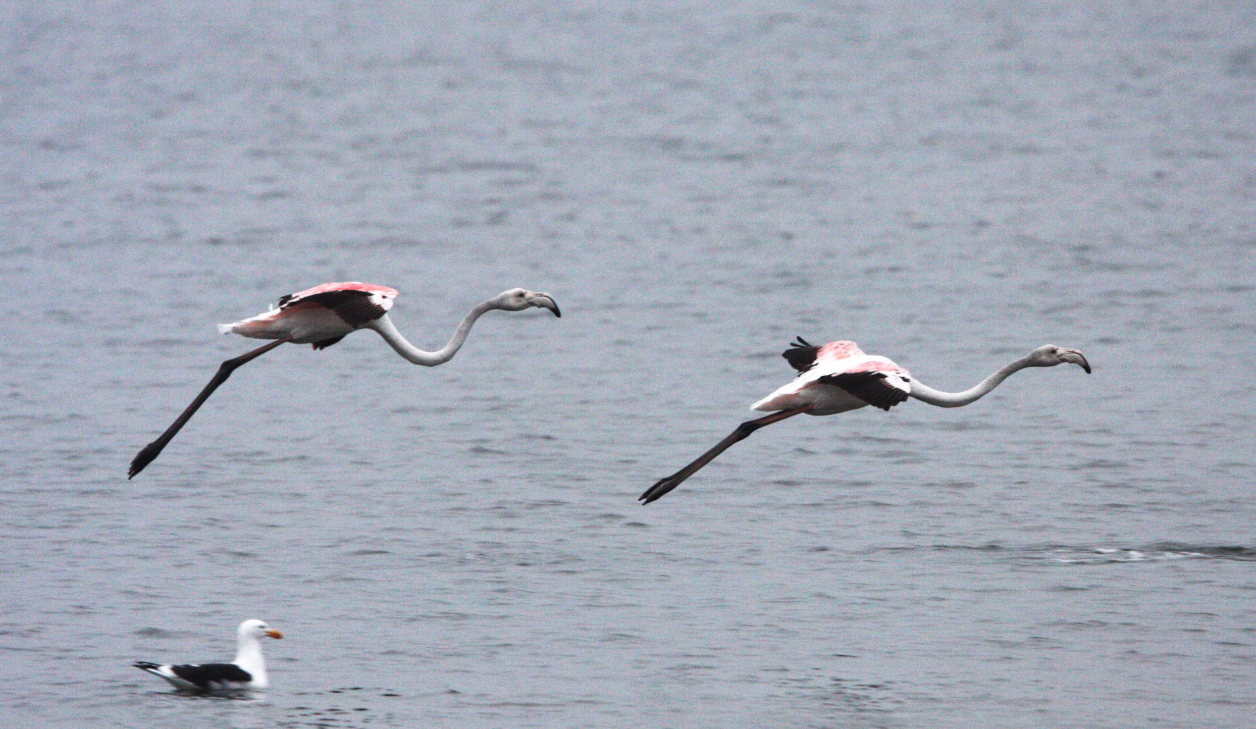 Phoenicopterus roseus - Greater Flamingo - Walvis Bay Namibia (60).JPG