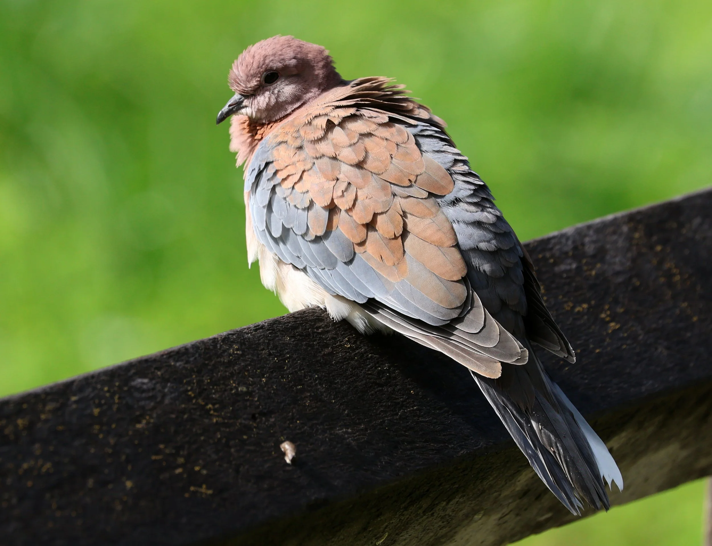 Laughing Dove (Spilopelia senegalensis) Rottnest Island - Western Australia (23).jpg