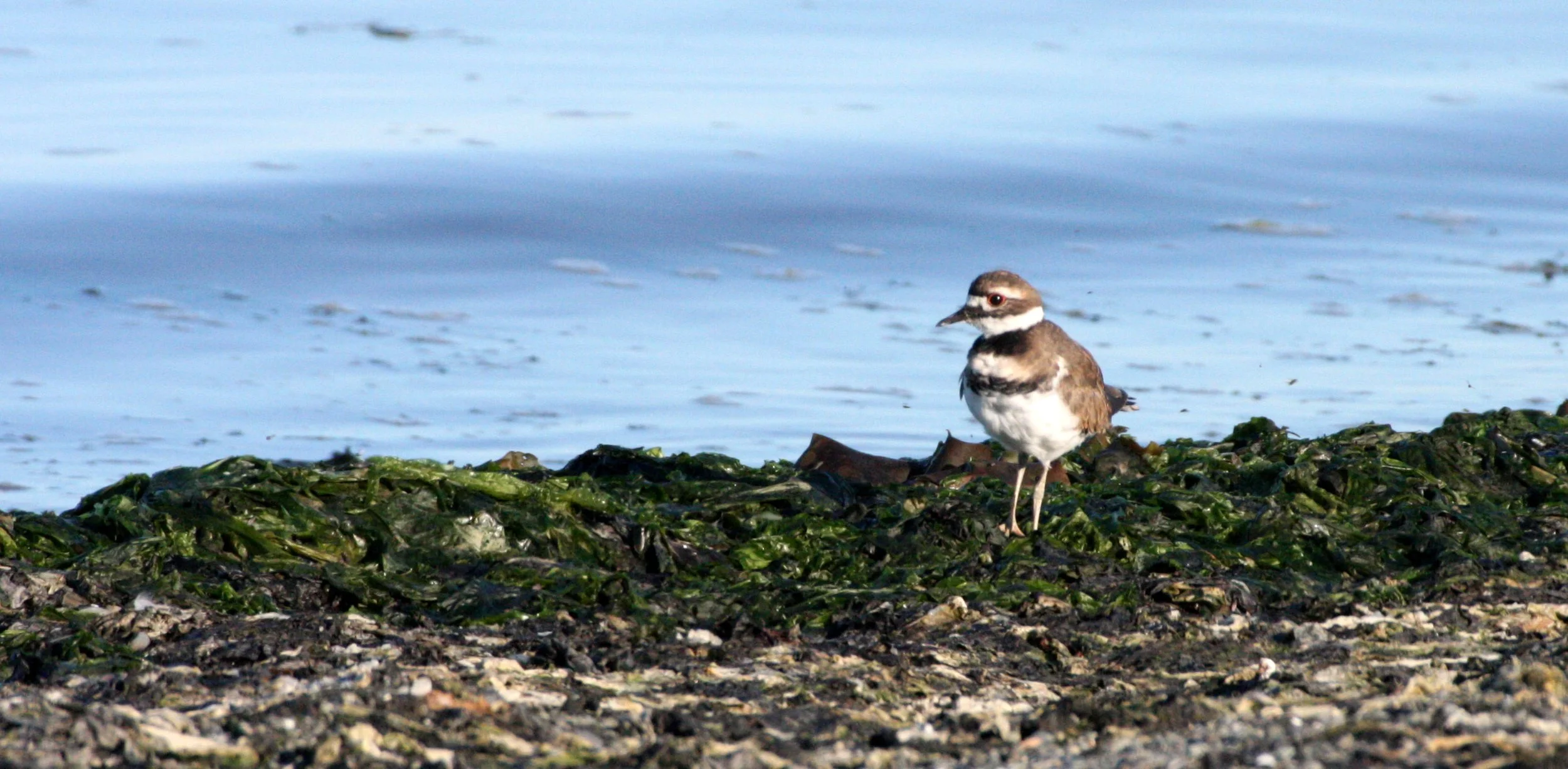 BIRD - KILLDEER - SEQUIM BAY WA (13).JPG