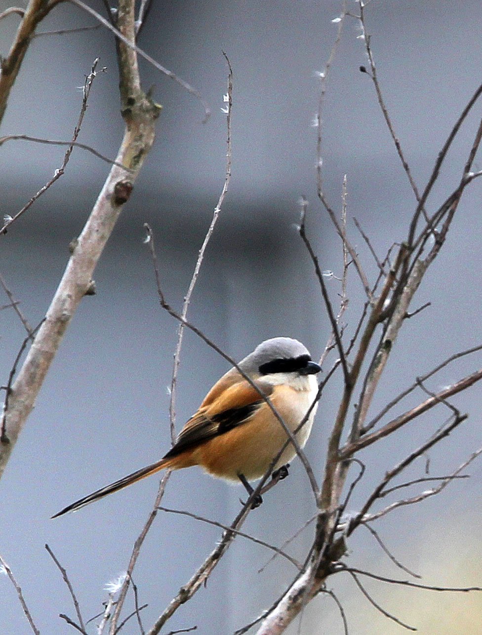 Long-tailed Shrike (Lanius schach) HuaXia Forest Park Shanghai (1).JPG