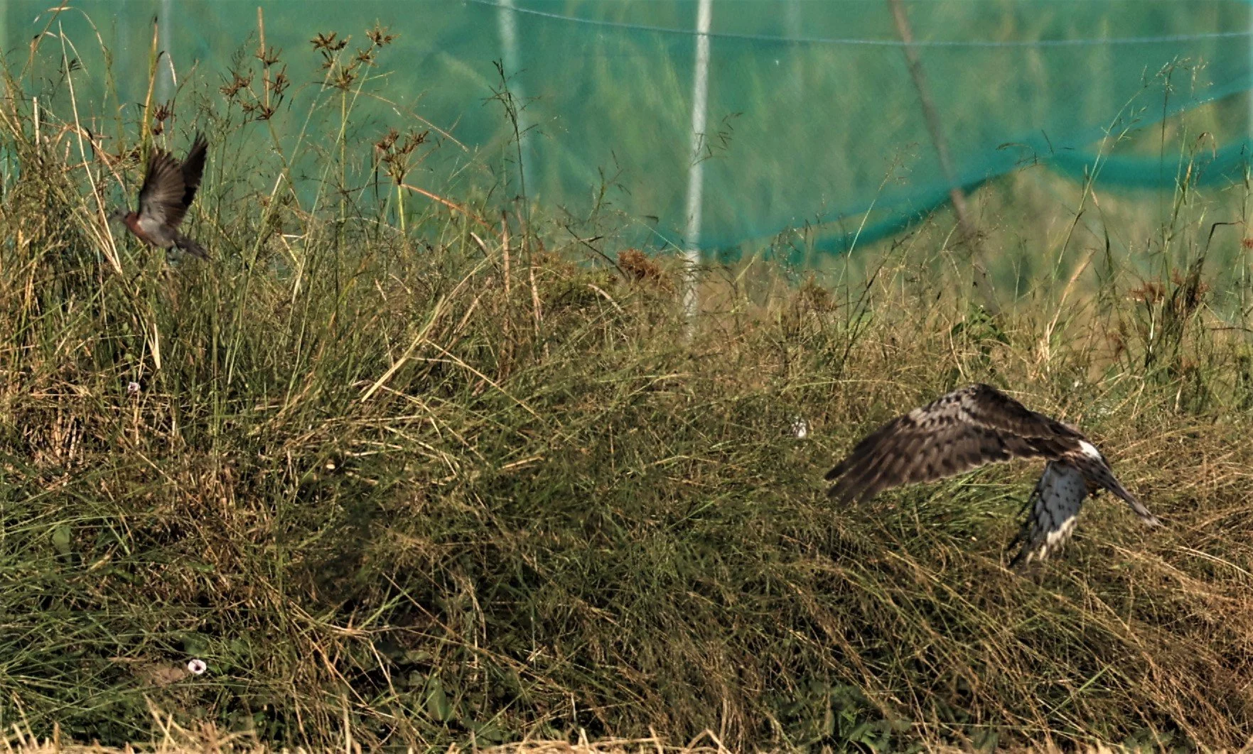 HARRIER - PIED HARRIER - Circus melanoleucos - PATHUM THANI RICE RESEARCH CENTER 11 DEC 2021 (34).jpg