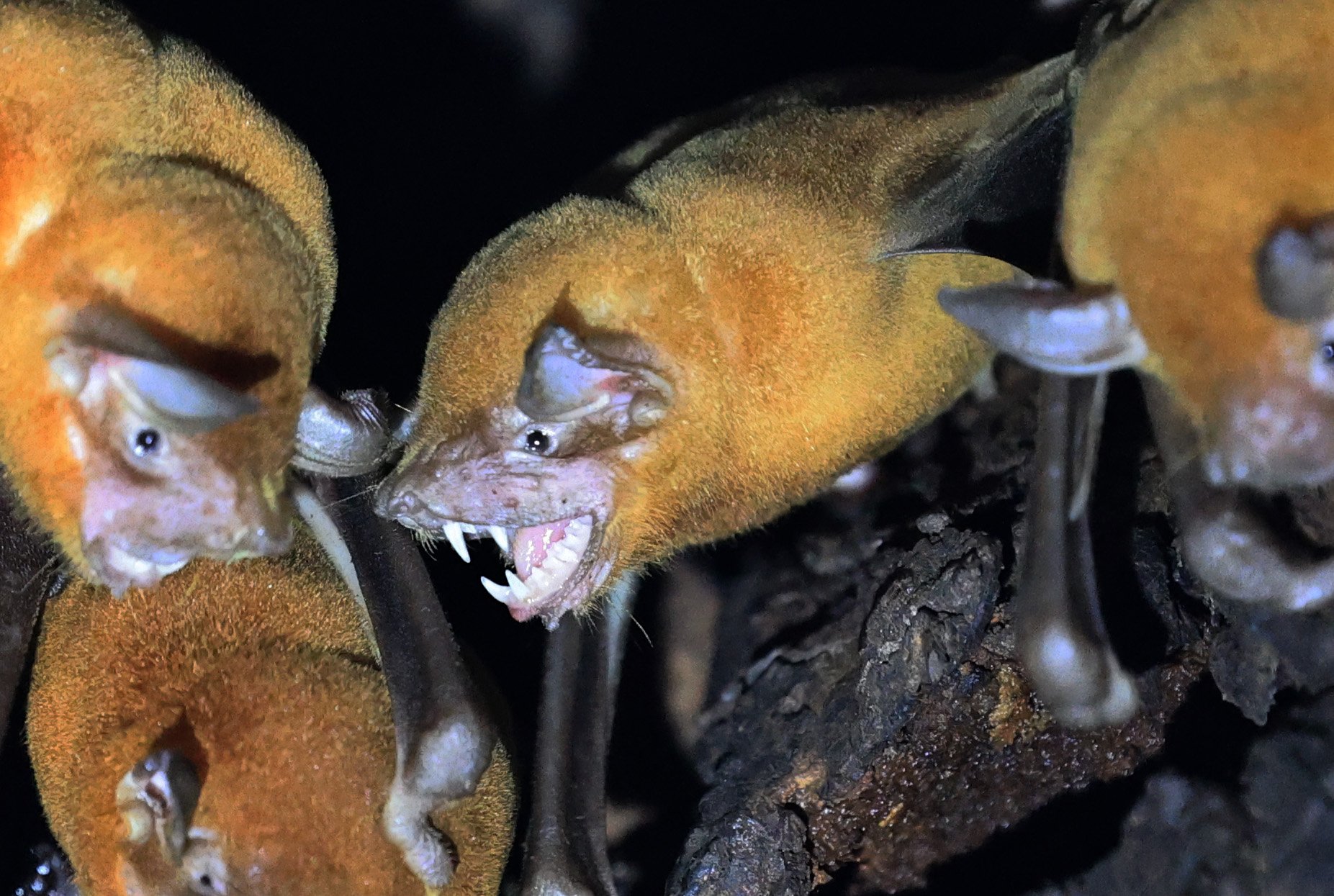 Lesser Bulldog Bat (Noctilio albiventris)
