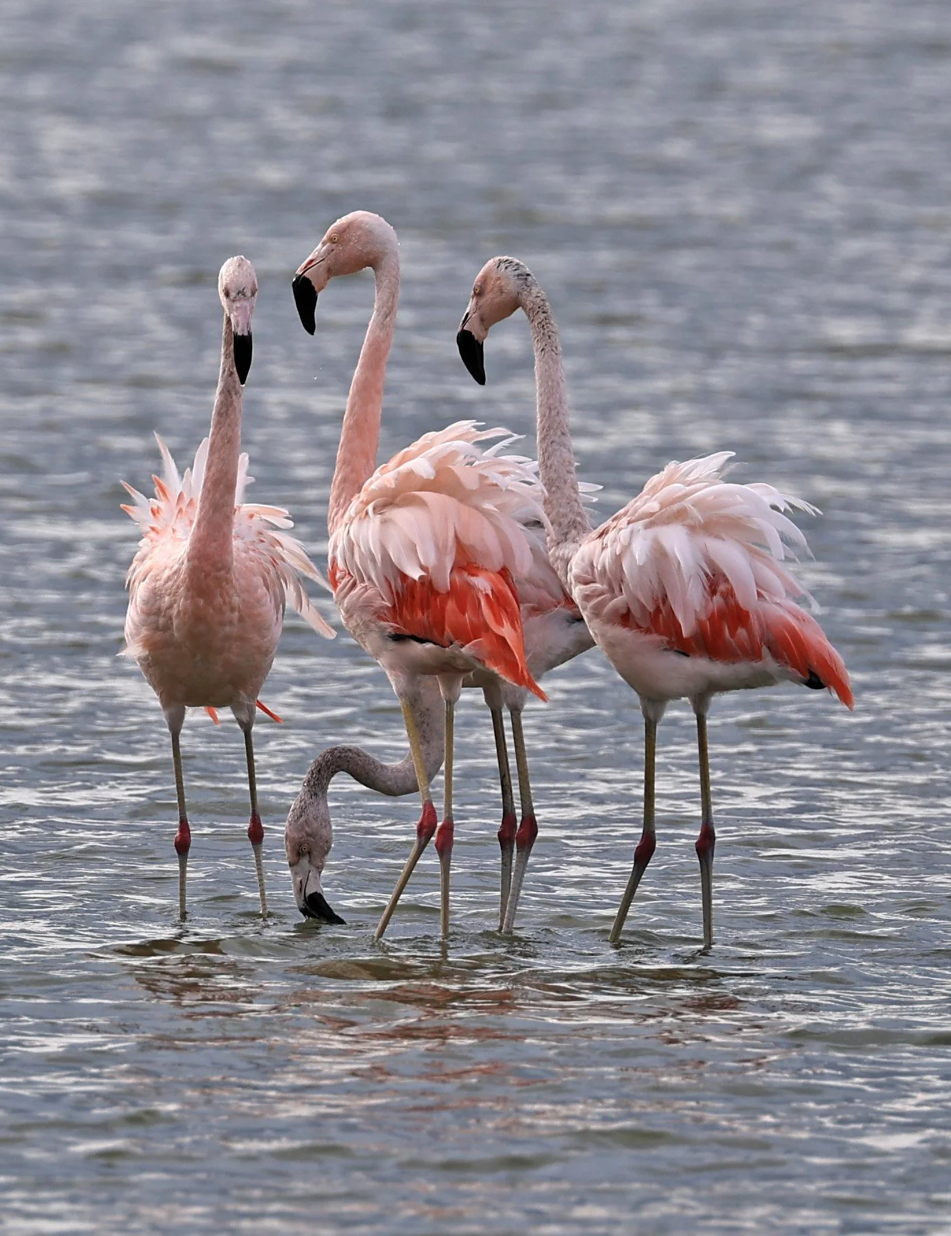 Chilean Flamingo (Phoenicopterus chilensis) Chaco Lodge & Laguna Salada Paraguay (35).jpg