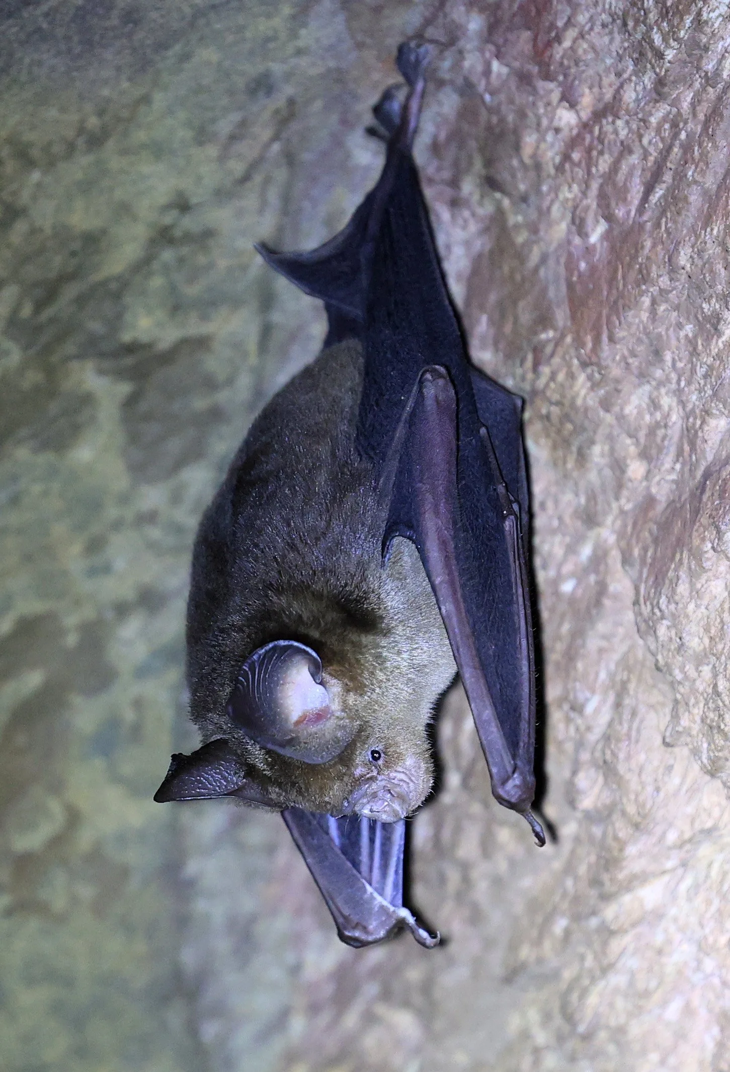 Horsfield’s Leaf-nosed Bat (Hipposideros larvatus) Wat Sa Nam Sai Temple Pak Chong Thailand (24).jpg