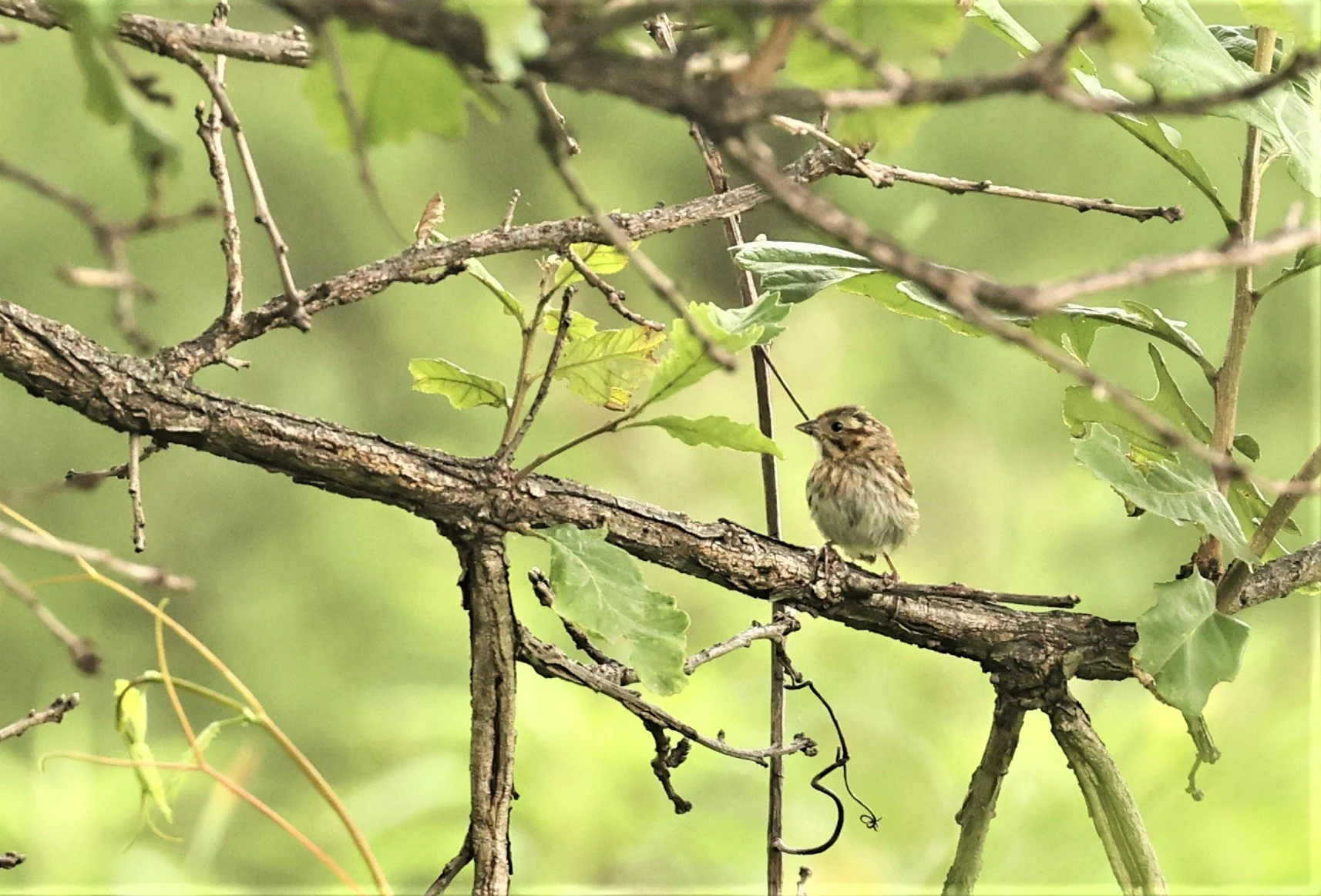 Melospiza lincolnii - LINCOLN'S SPARROW - LINCOLN MARSH WHEATON ILLINOIS 2022  (6).jpg