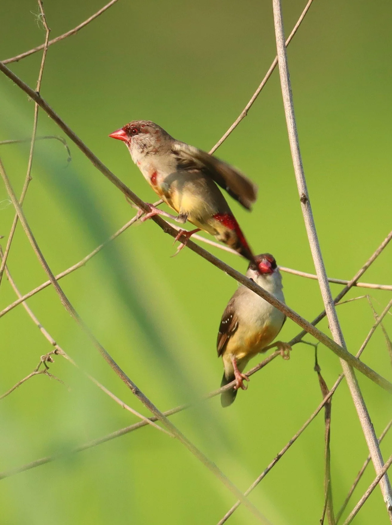 RED AVADAVAT - Amandava amandava - LAT KRABANG RICE FIELDS AT THAP YAO (67).jpg