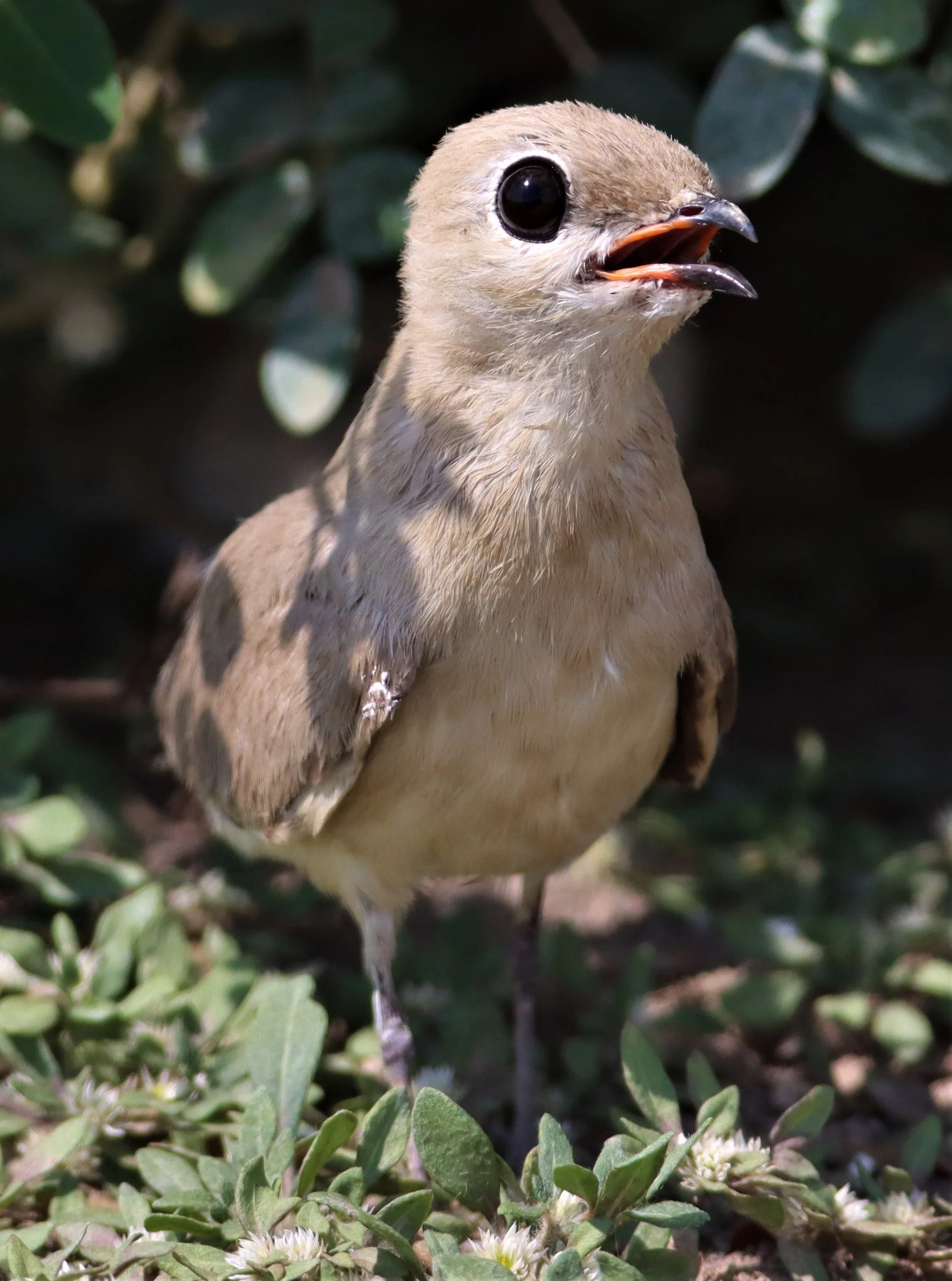PRATINCOLE - SMALL PRATINCOLE - Glareola lactea - BANG KHAEM WETLANDS NAKHON PATHOM (78).jpg