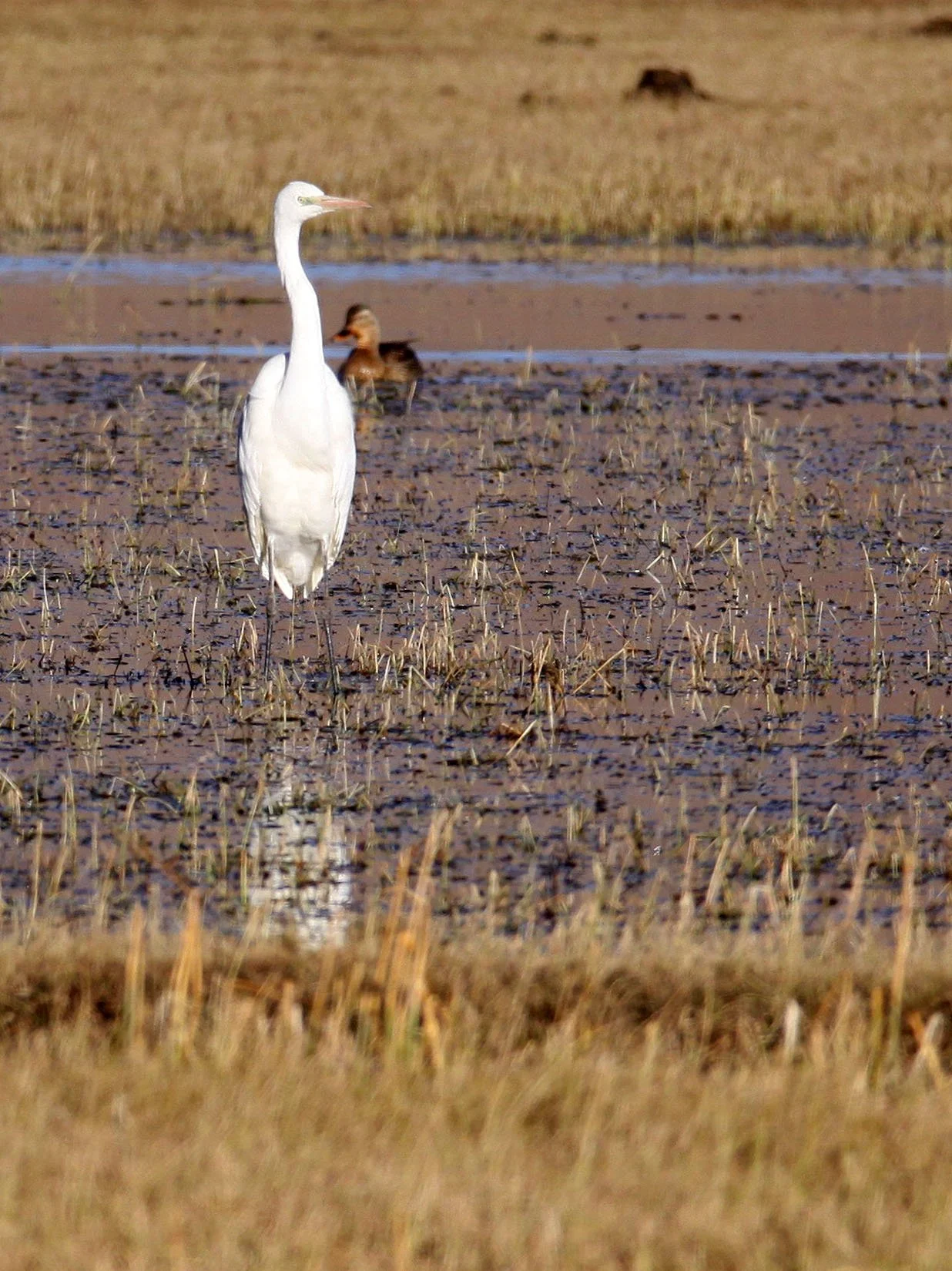 EGRET - EASTERN GREAT EGRET - Ardea (alba) modesta - NAPAHAI WETLANDS YUNNAN CHINA (9).JPG