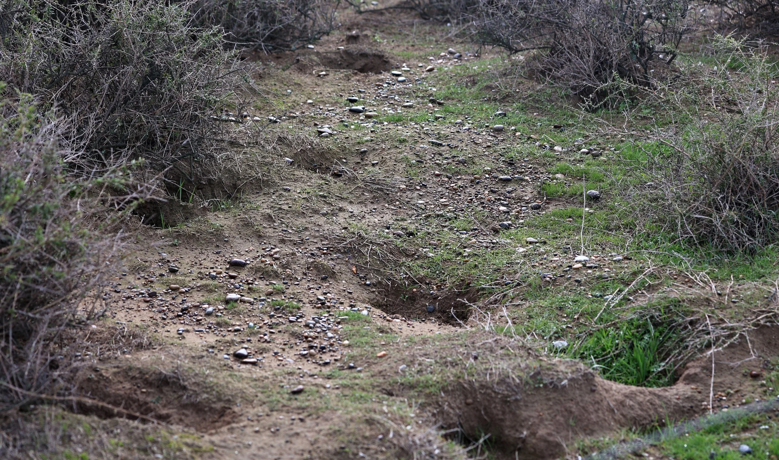 Armadillos have been digging quite a bit here