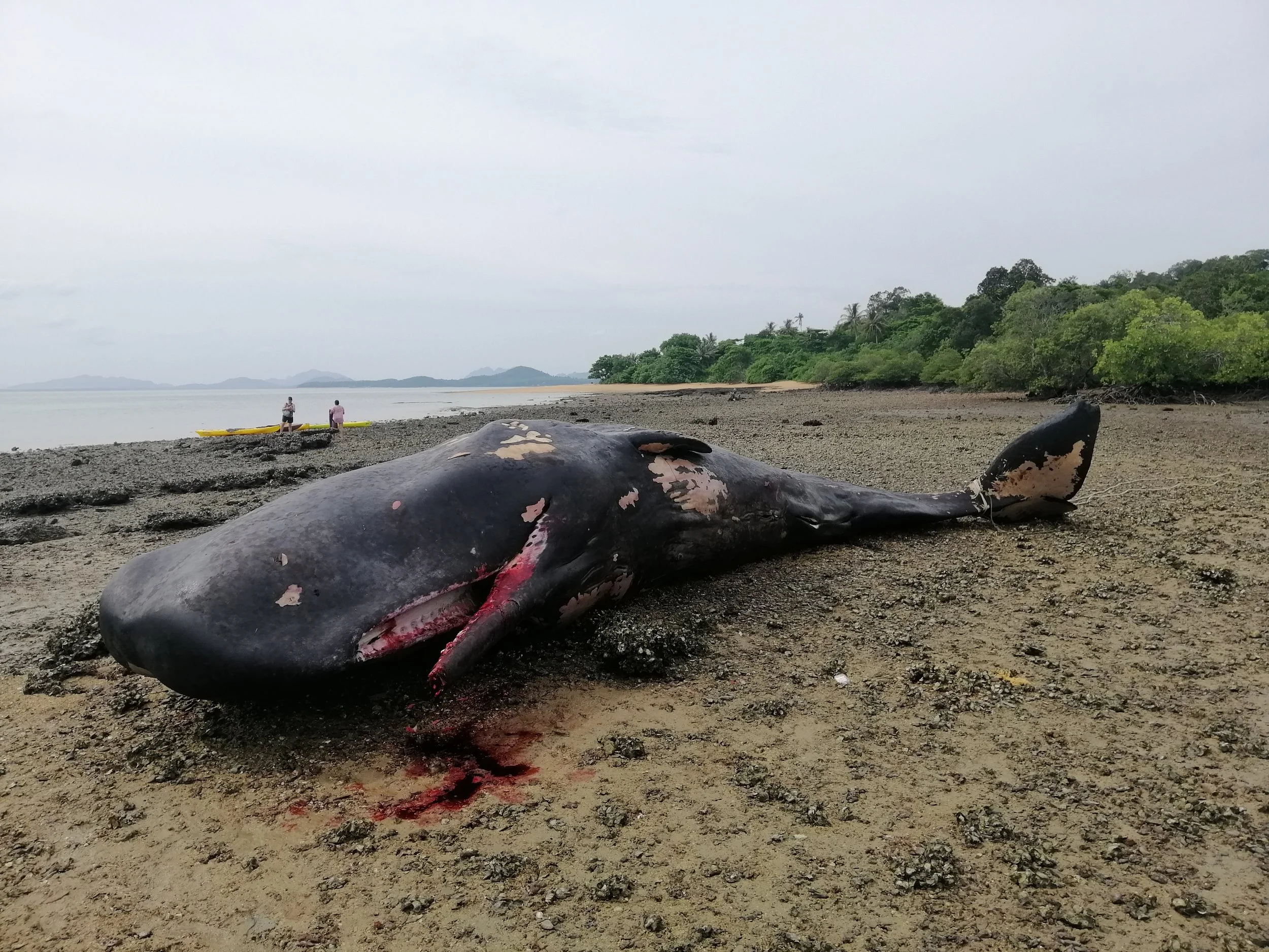 2019 Koh Lanta Dead Sperm Whale Summer Trip (15).jpg