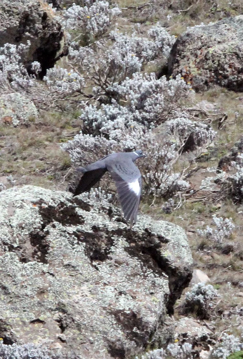 Clanga clanga - GREATER SPOTTED EAGLE - BALE MOUNTAINS NATIONAL PARK ETHIOPIA (15).JPG