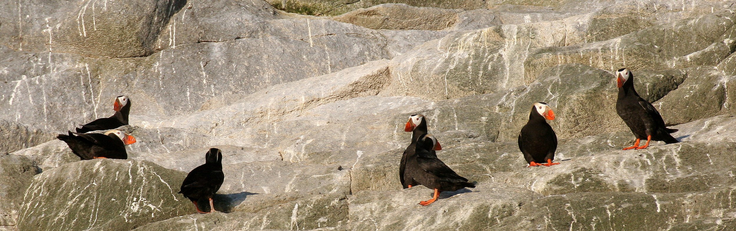 Fratercula cirrhata - TUFTED PUFFIN - COMMANDERS (9).jpg