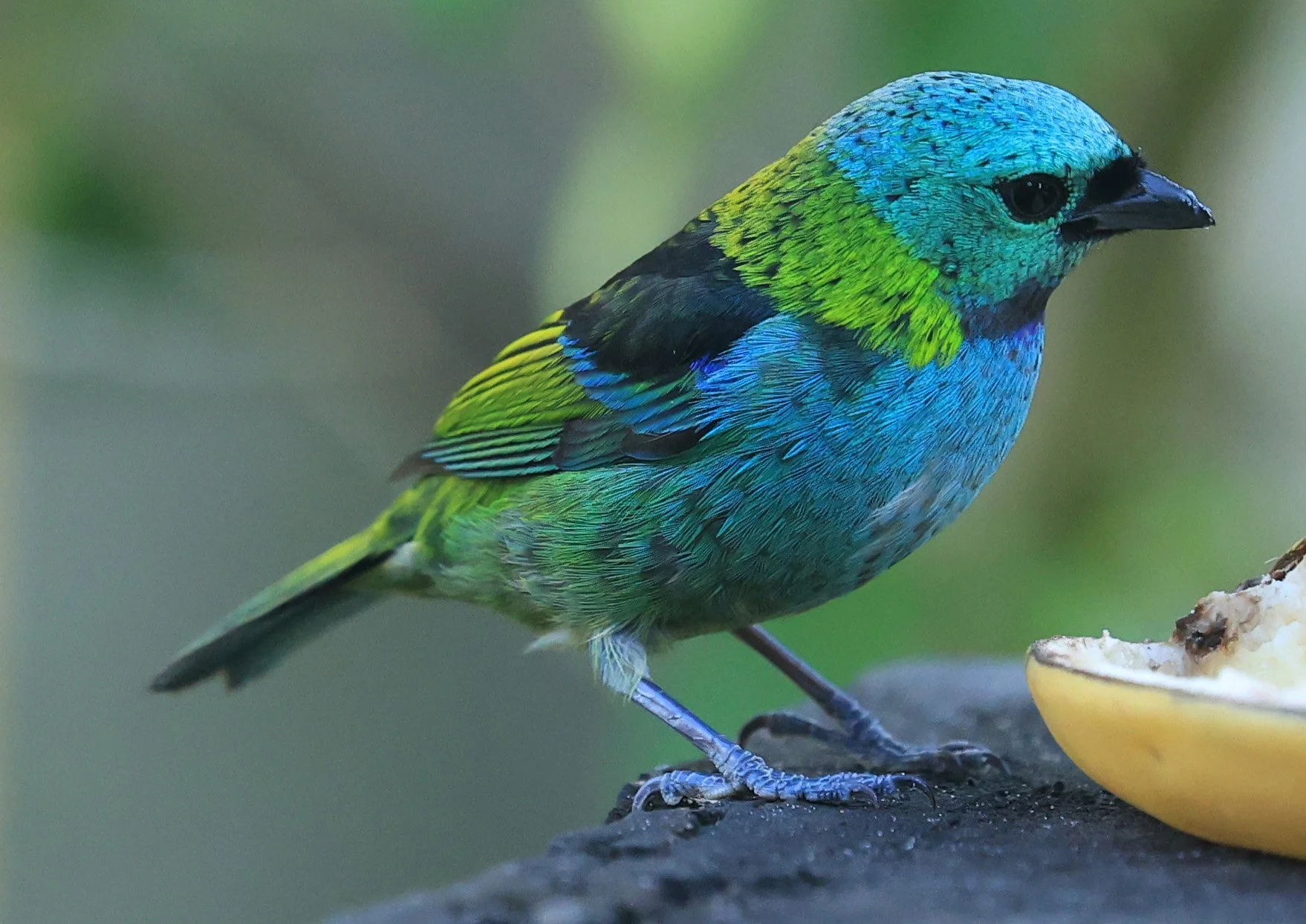 Green-headed Tanager (Tangara seledon)  Superagui National Park, Brazil (236).jpg