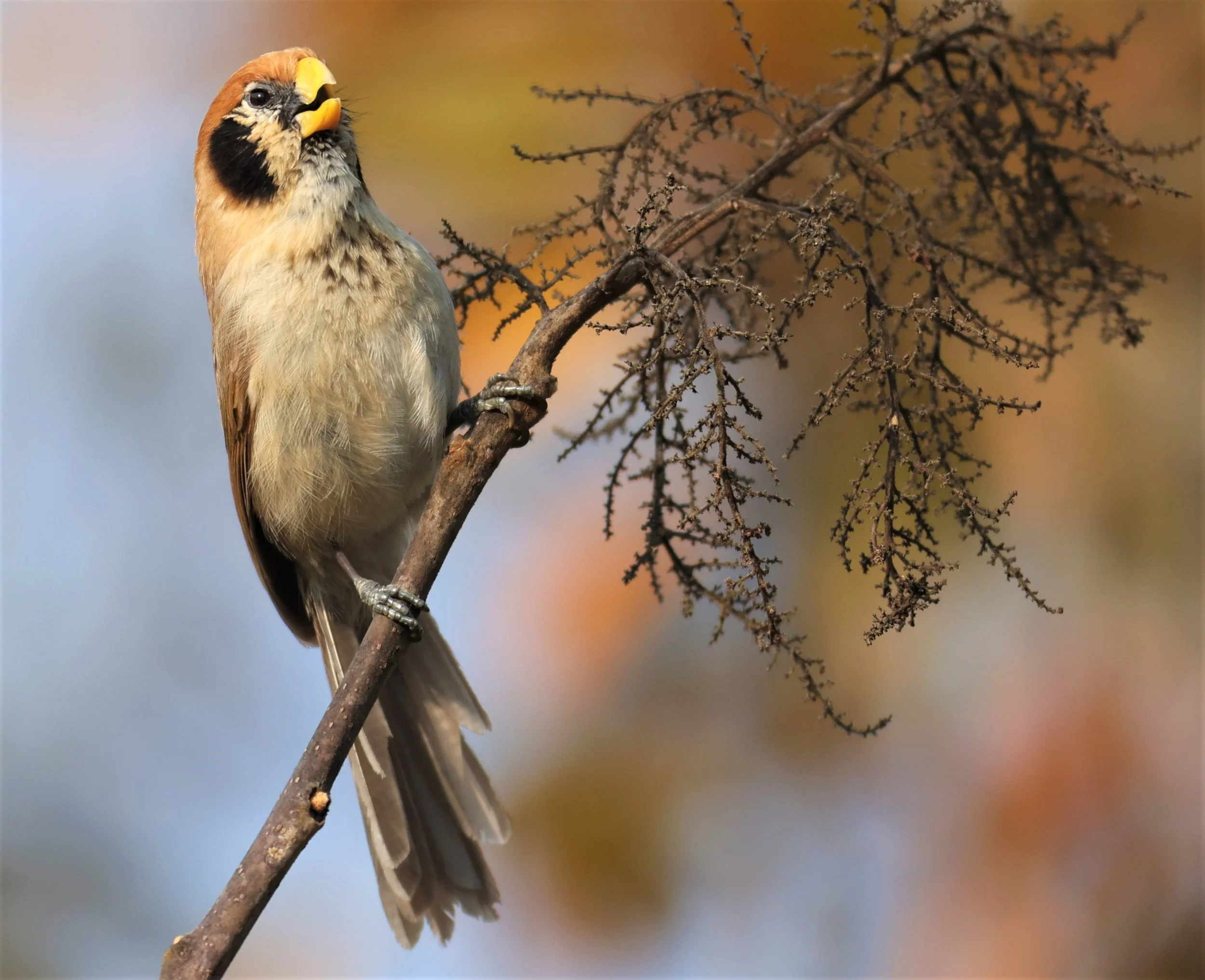 PARROTBILL - SPOT-BREASTED PARROTBILL - Paradoxornis guttaticollis - DOI SAN JU (DOI LANG WEST) FEB 2022 (25).jpg