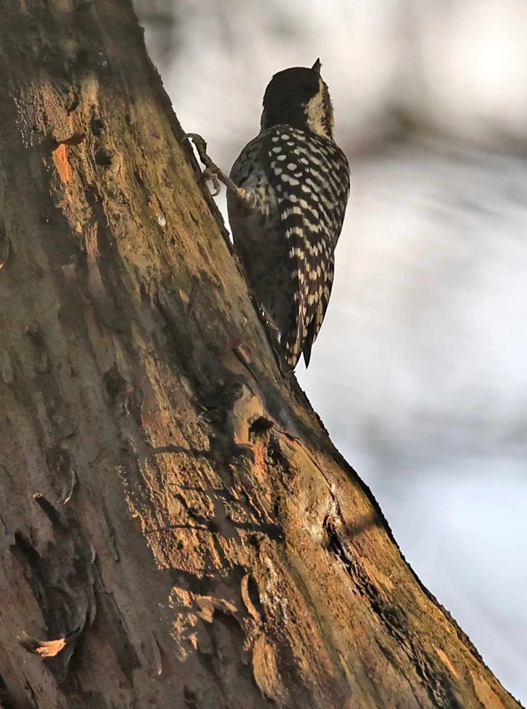 Checkered Woodpecker (Veniliornis mixtus) Estancia Campo'i Paraguay (7).jpg