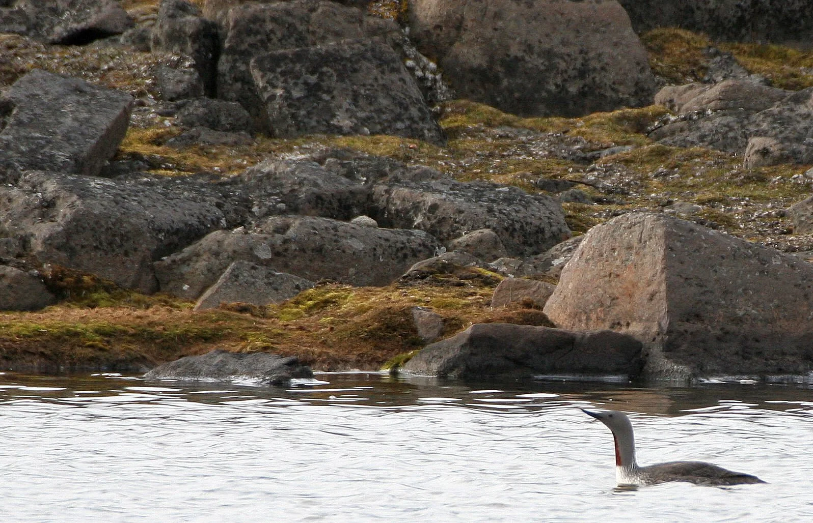 Red-throated Loon