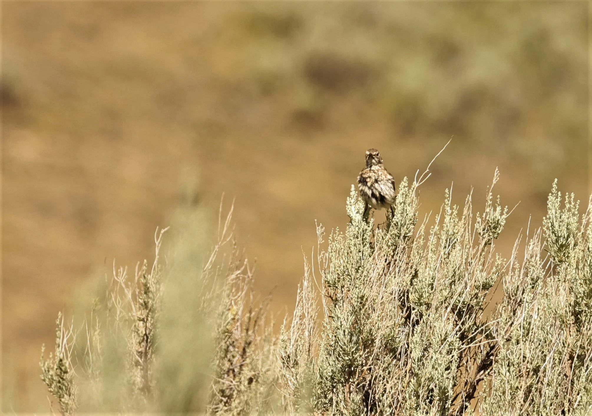 Western Meadowlark (Sturnella neglecta) Fossil Buttes National Monument Wyoming (5).jpg