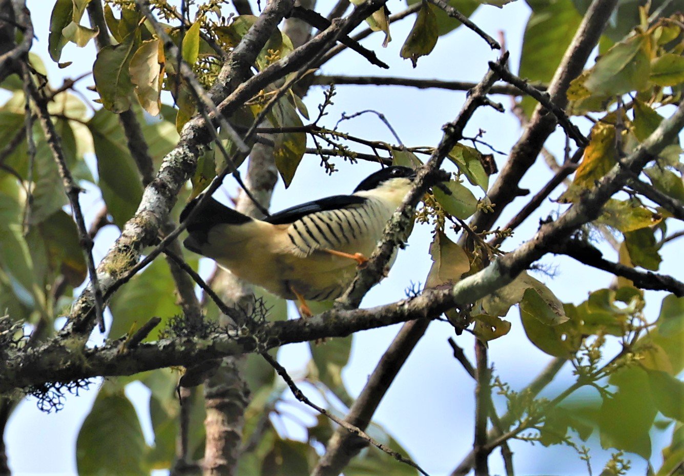 CUTIA - HIMALAYAN CUTIA - Cutia nipalensis - DOI LANG EAST DOI PHA HOM POK NP, DECEMBER 2021 (11).jpg