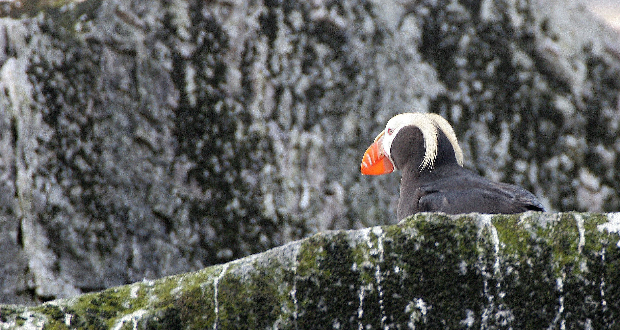 Fratercula cirrhata - TUFTED PUFFIN - COMMANDERS (4).jpg
