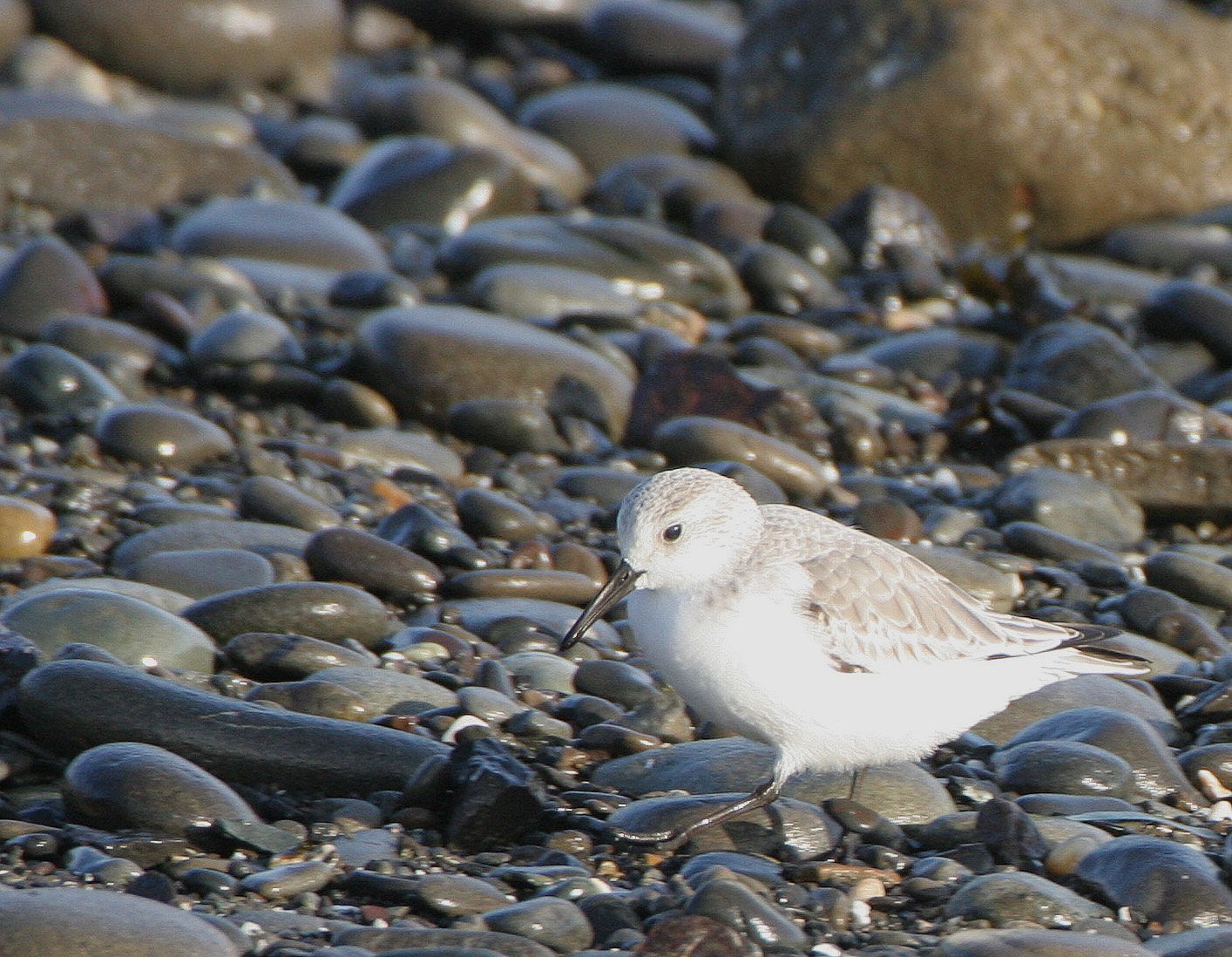 BIRD - SANDERLINGS - EDIZ HOOK PA HARBOR (11).jpg
