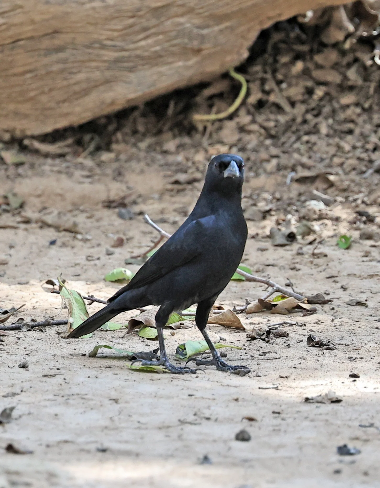Shiny Cowbird (Molothrus bonariensis) Hotel Campestre Iparoma Paraguay  (3).jpg