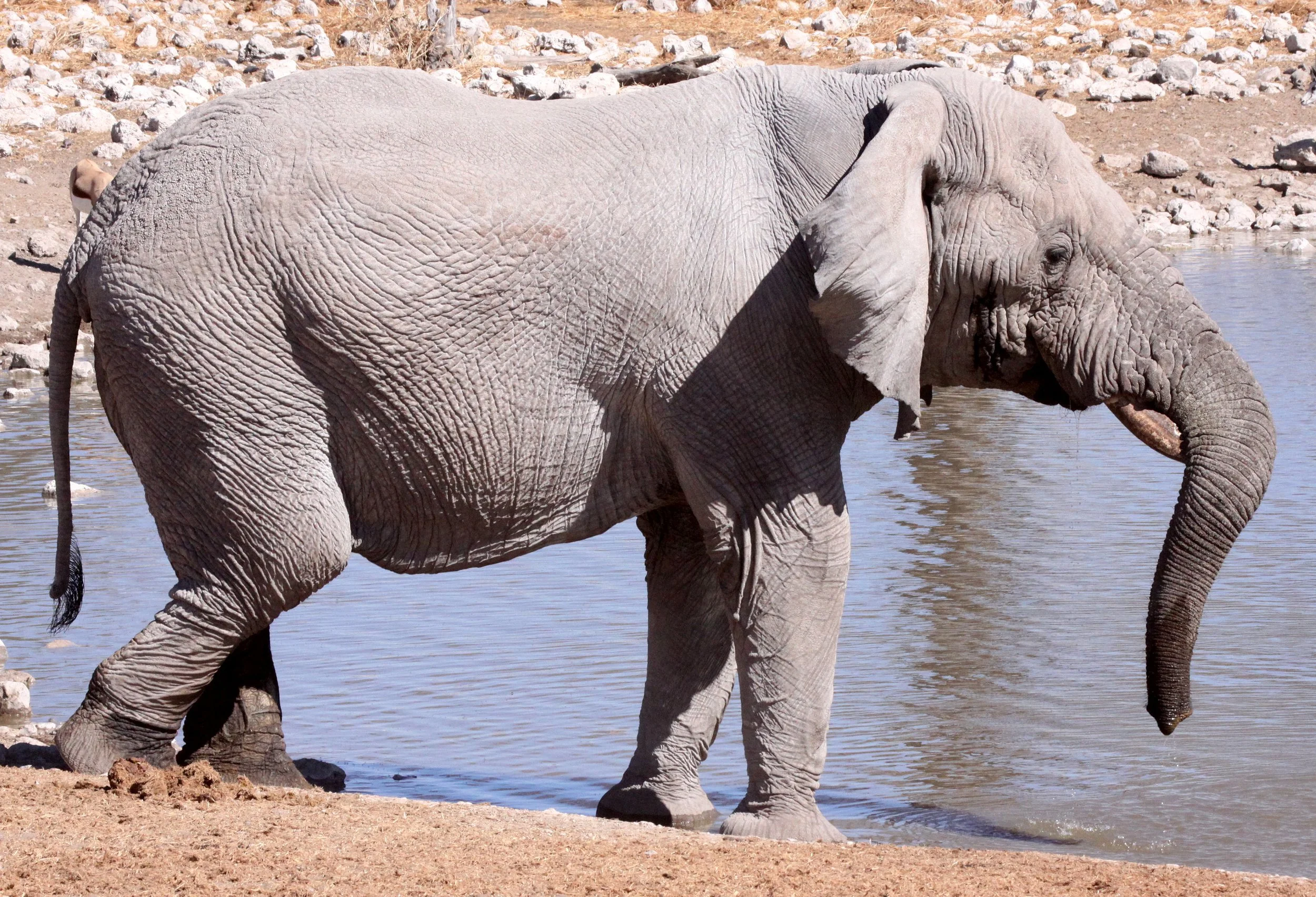 ELEPHANT - AFRICAN ELEPHANT - ETOSHA NATIONAL PARK NAMIBIA (92).JPG