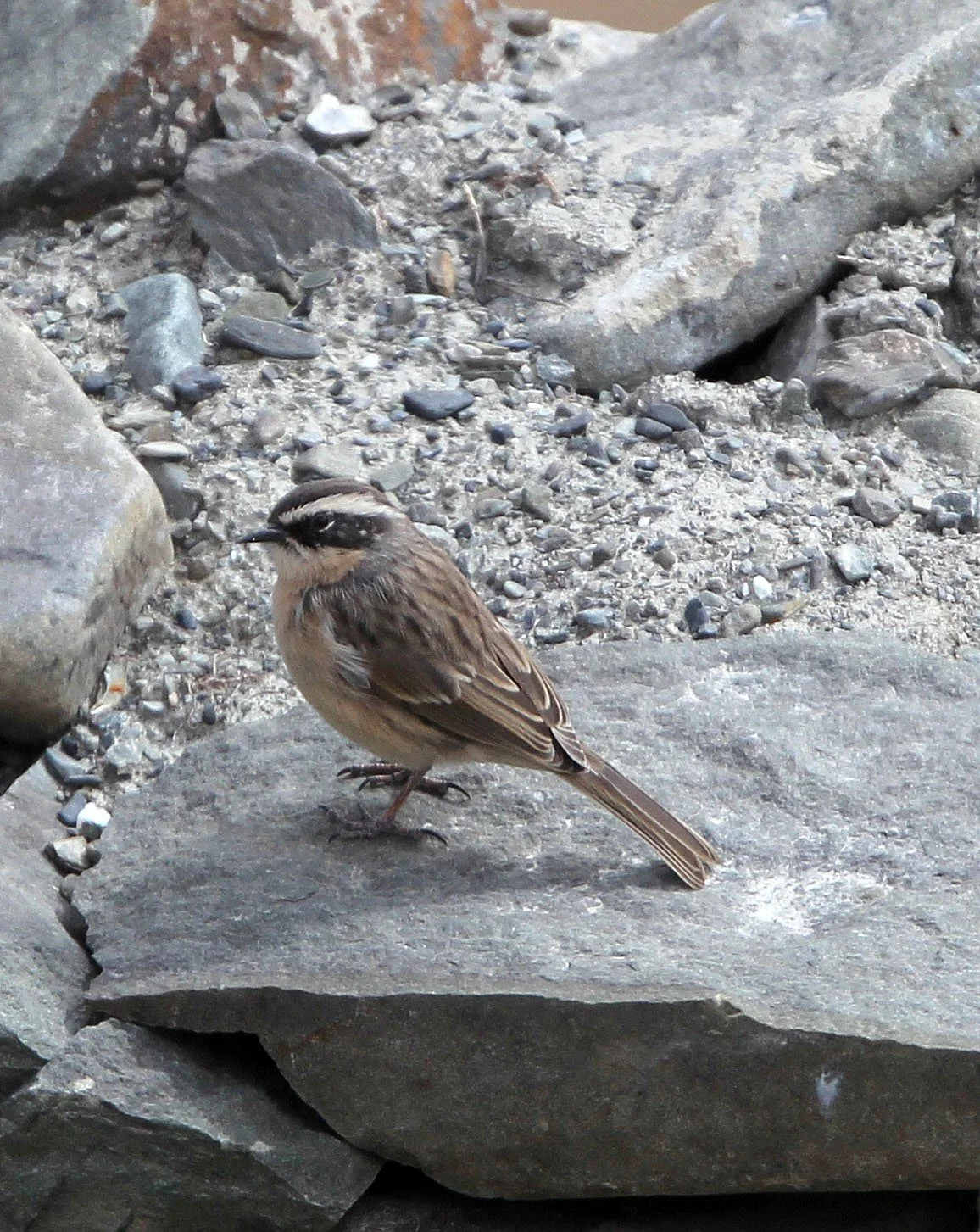 Brown Accentor (Prunella fulvescens) Hemis NP Ladakh India (8).JPG