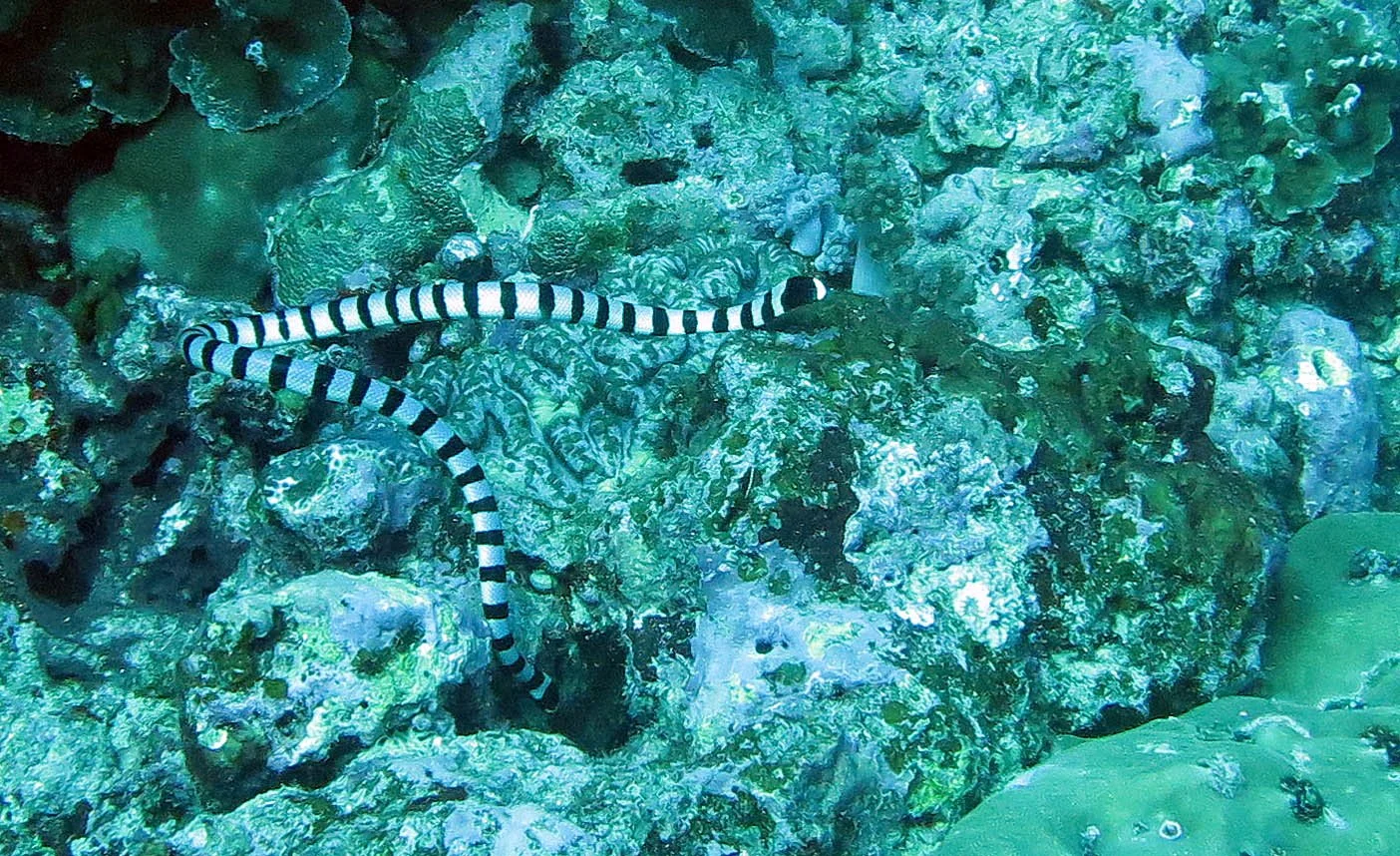 Laticauda species - Sea Krait - Similan Islands Thailand 